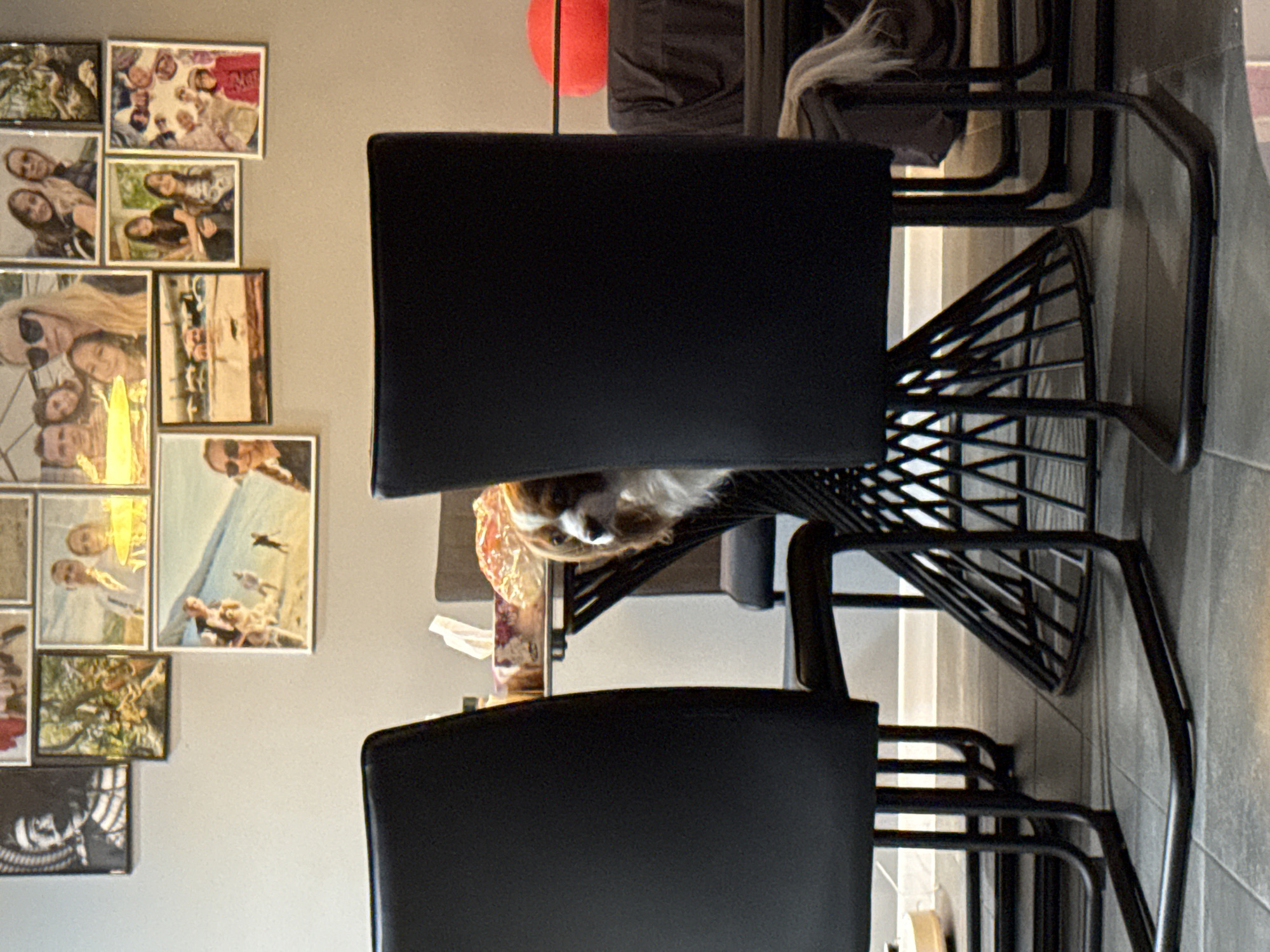 Cavalier King Charles Spaniel spotted in Sofia office space