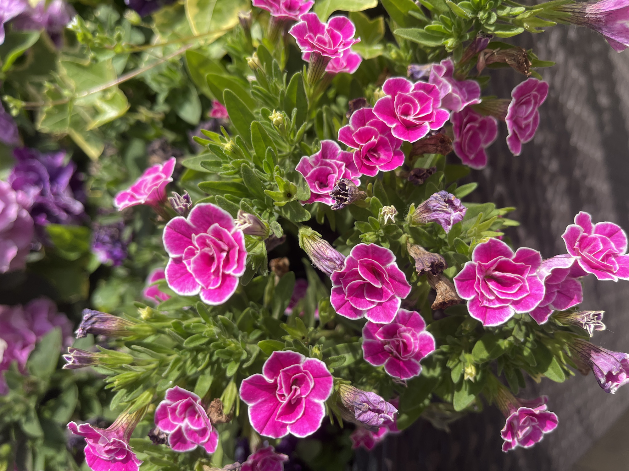 Morning walk documented through Krasnodar streets and gardens