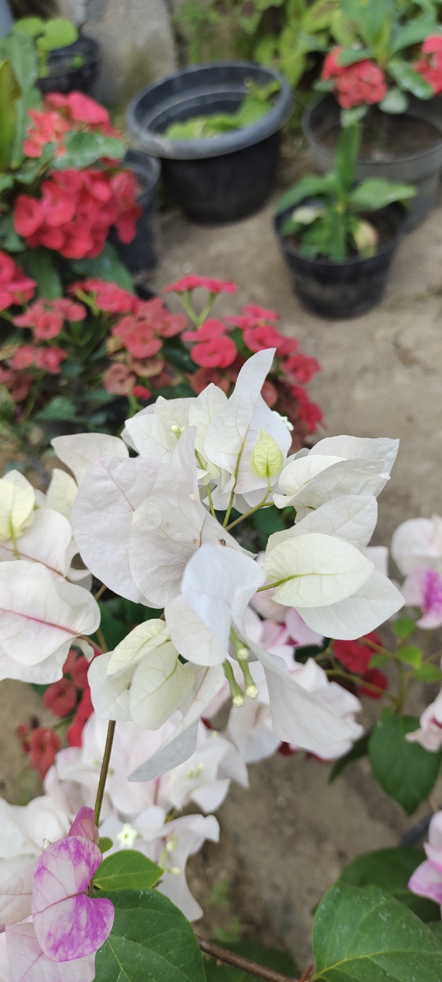 Flowers and a crescent moon over Lhokseumawe