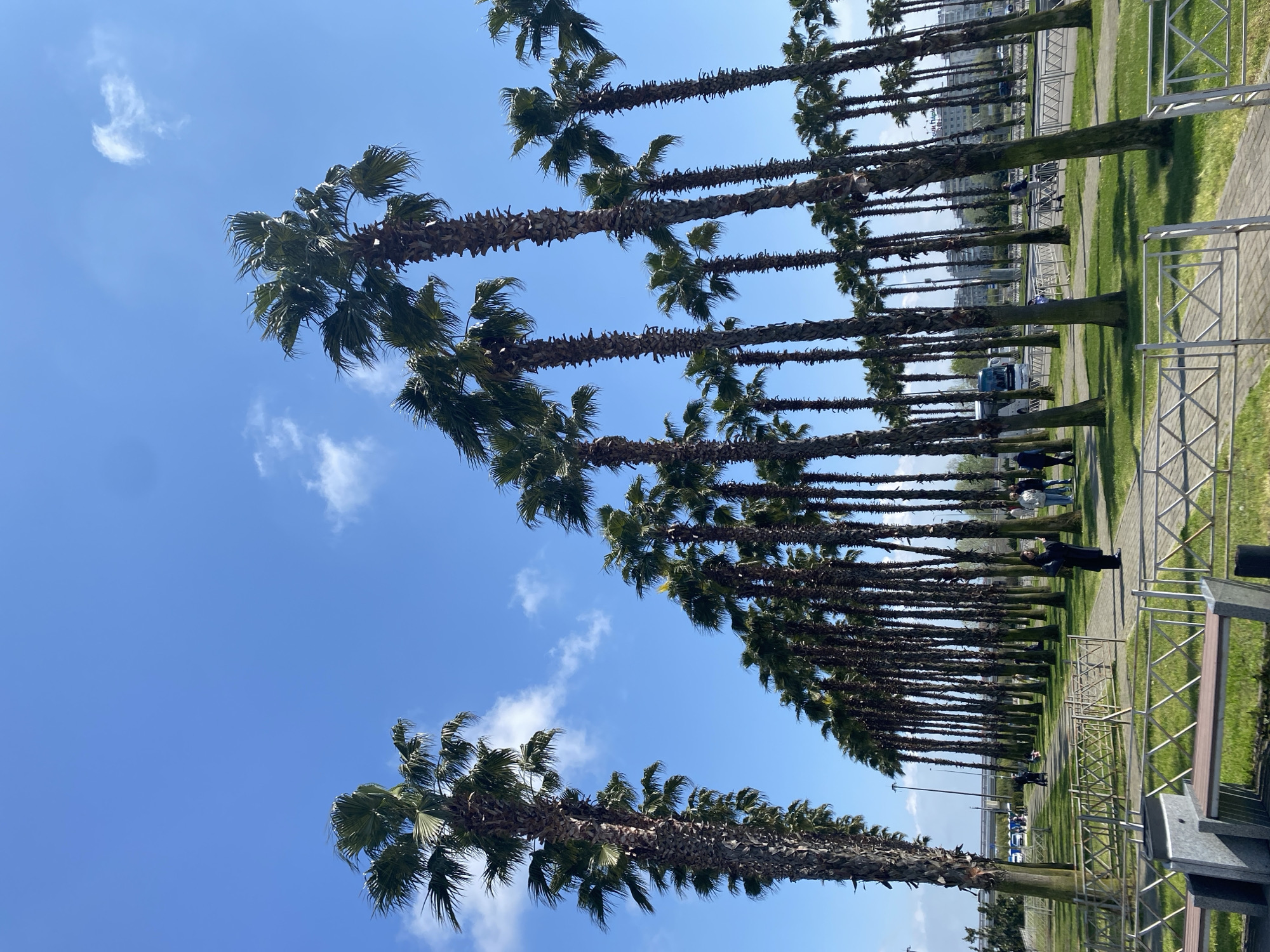 Palm-lined promenade draws pedestrians in Sirius, Russia