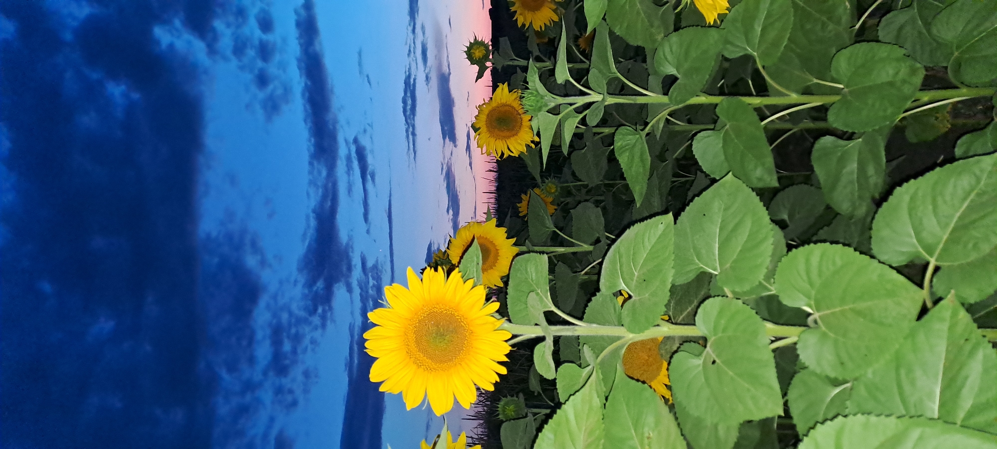 Sunflower field at dusk, Chirileni, Moldova