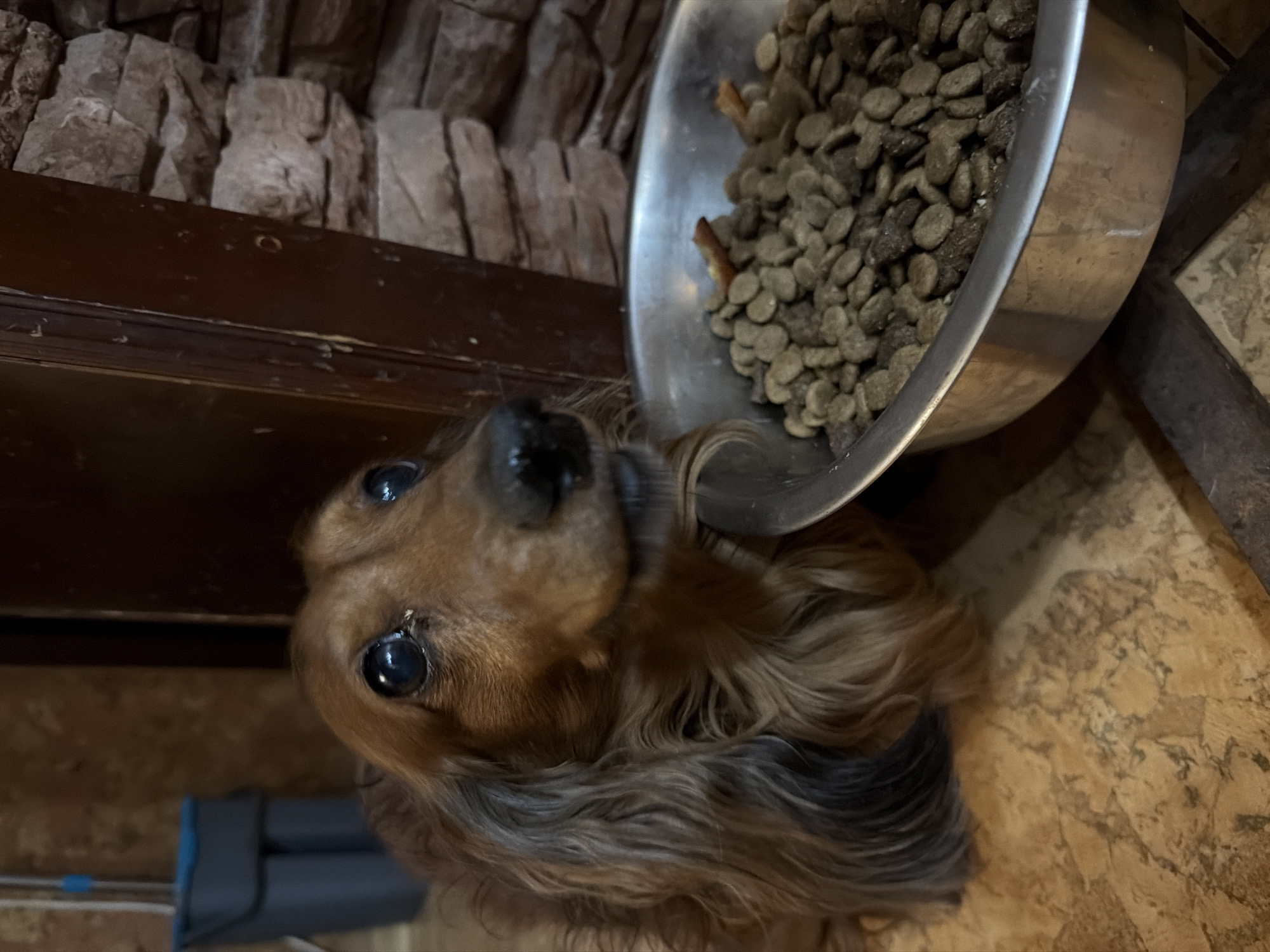 Dogs observed in various indoor settings across Krasnoyarsk