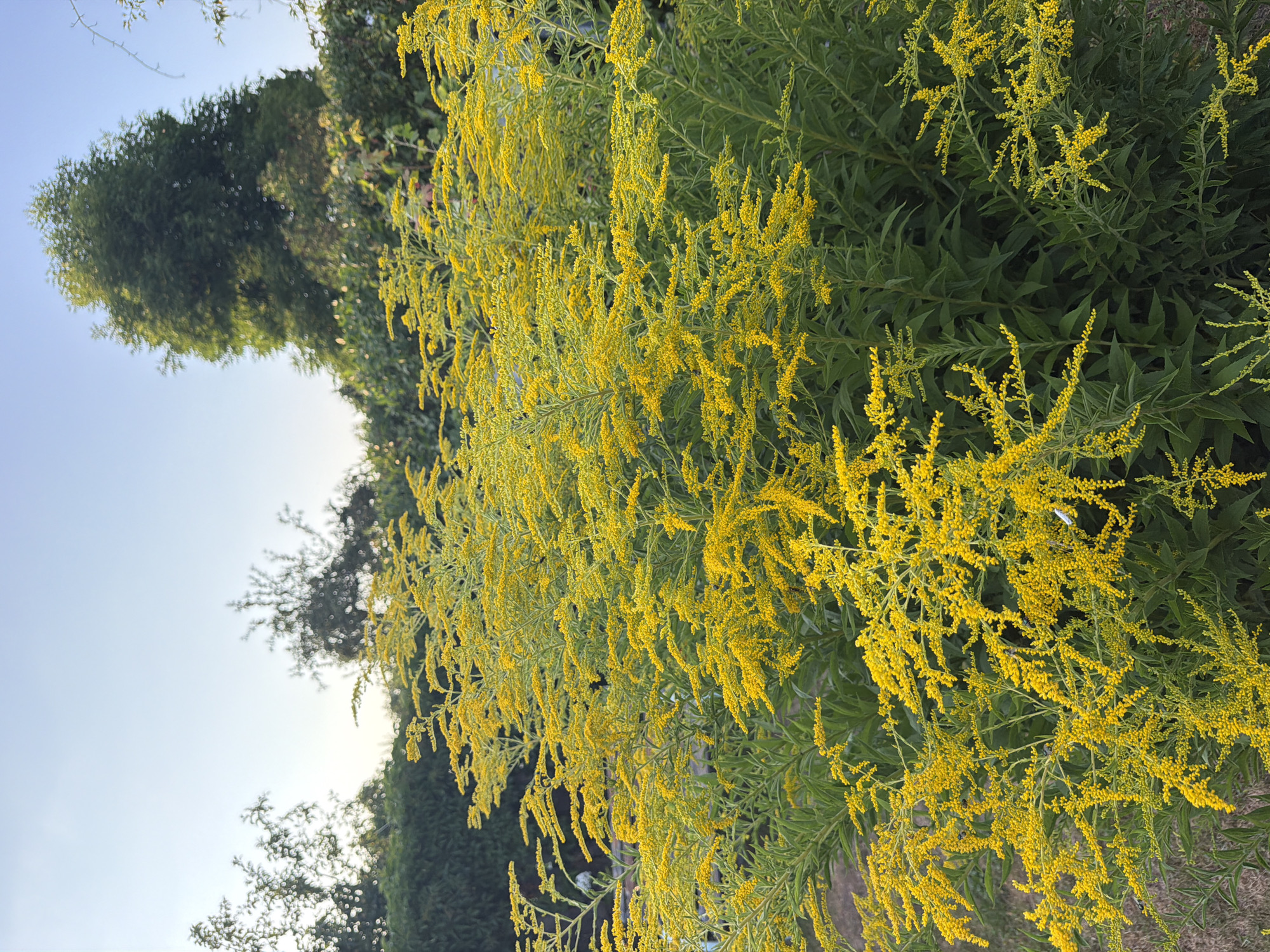 A Bayreuth garden in full late-summer bloom