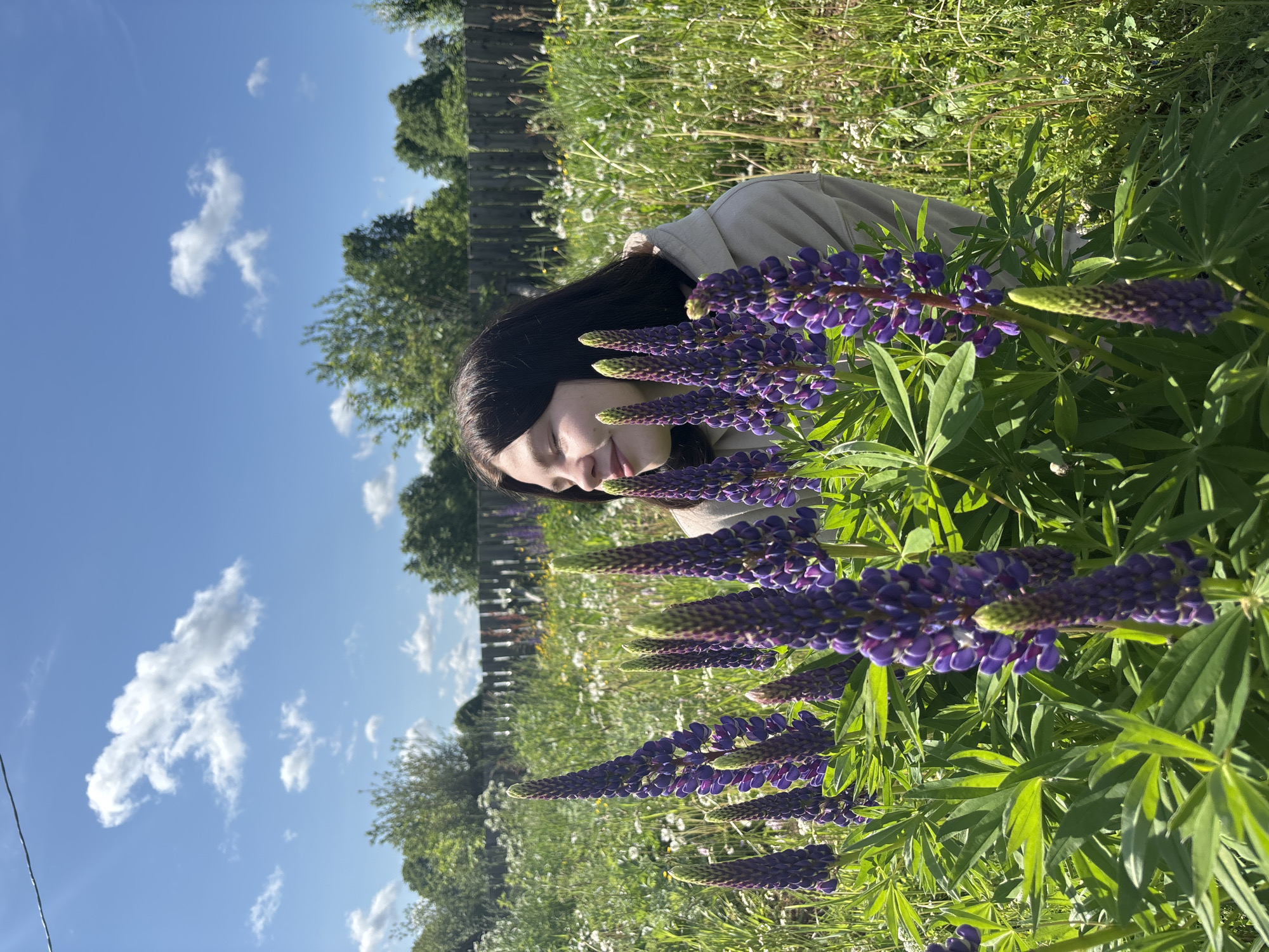 Morning scenes captured in Zasechnyi: woman among lupines, dog in yard