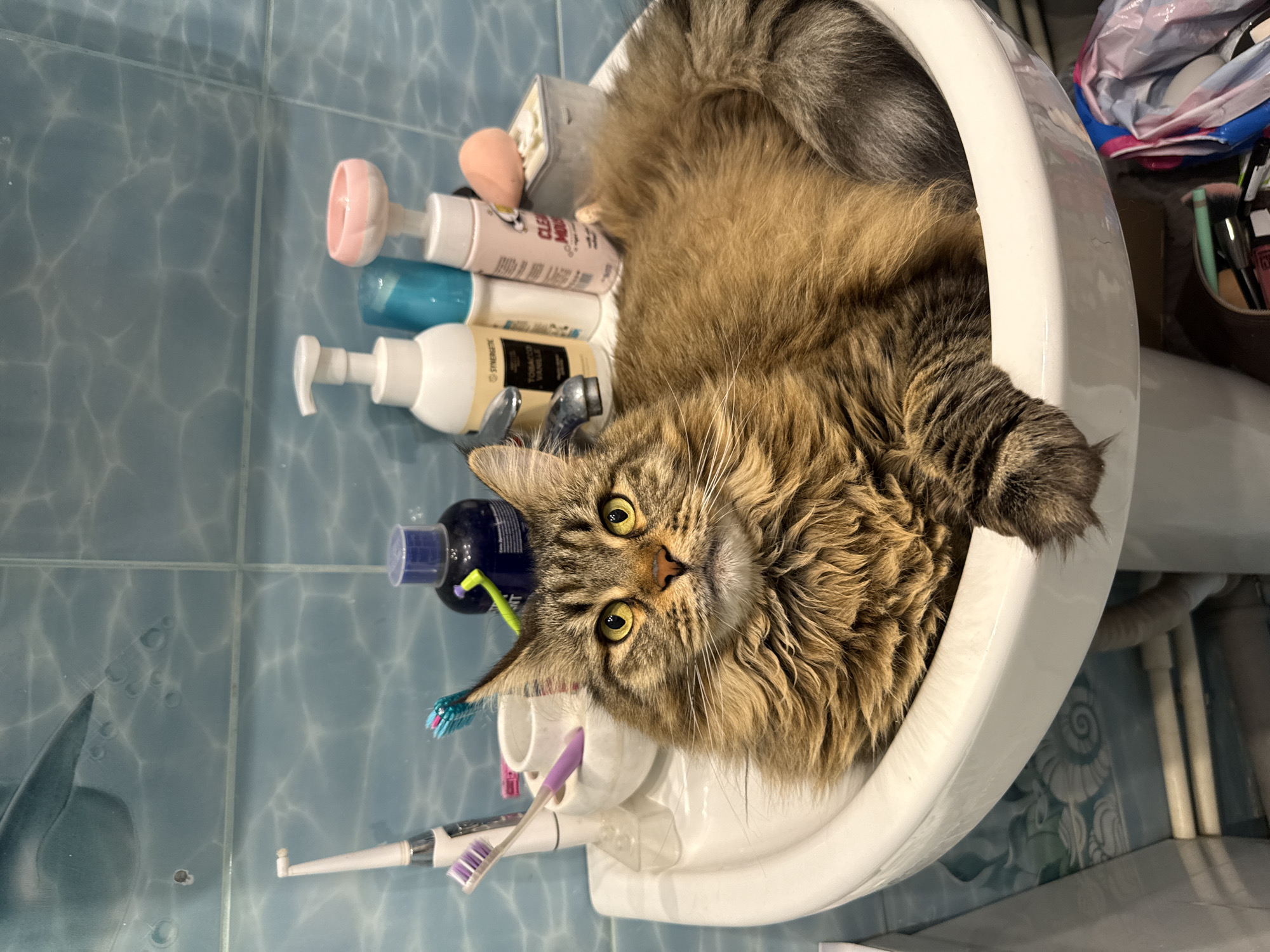 Large tabby cat found resting in bathroom sink in Izhevsk