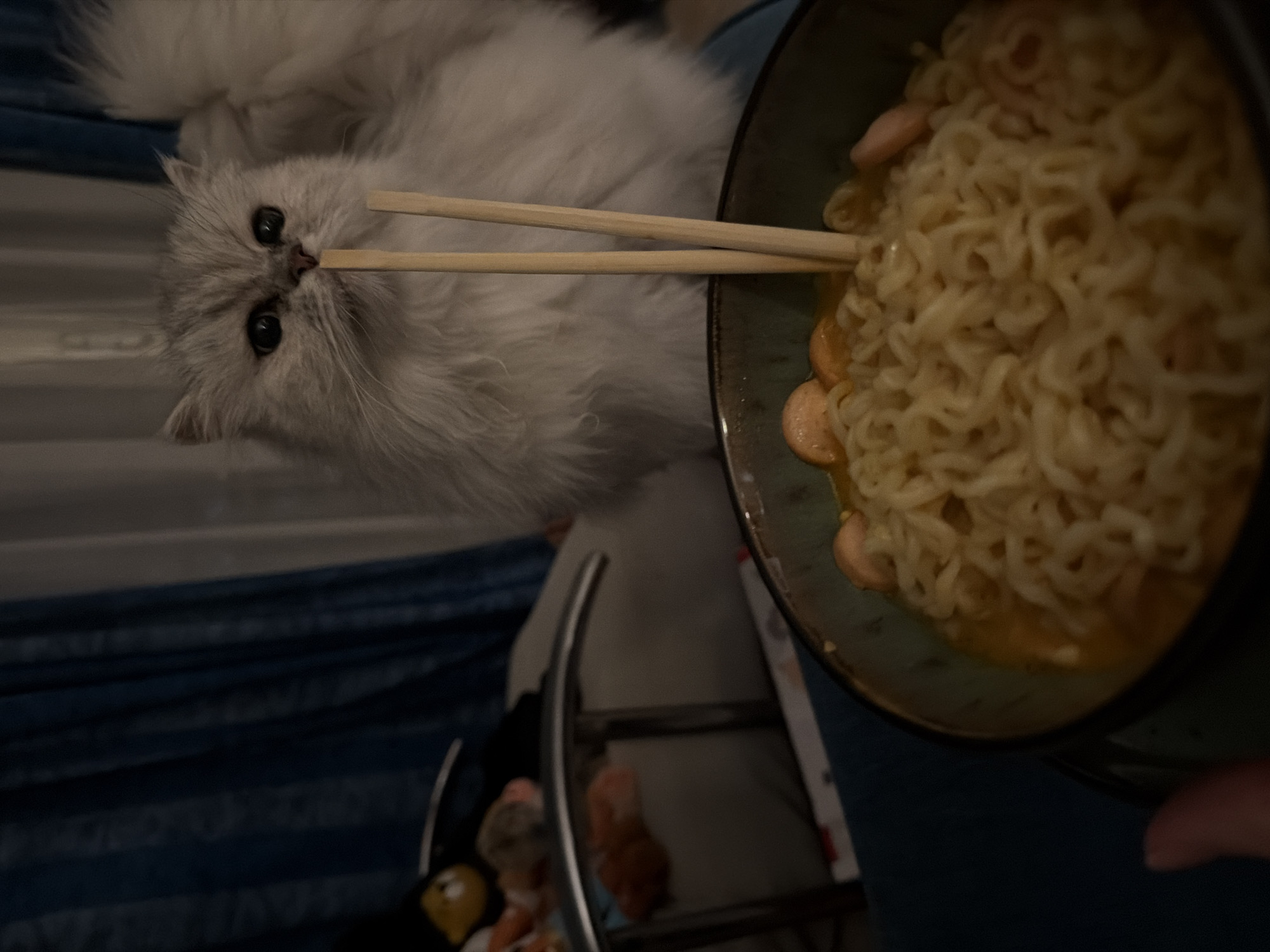 Cat, ramen, and mirror selfies from a Sharm El Sheikh evening