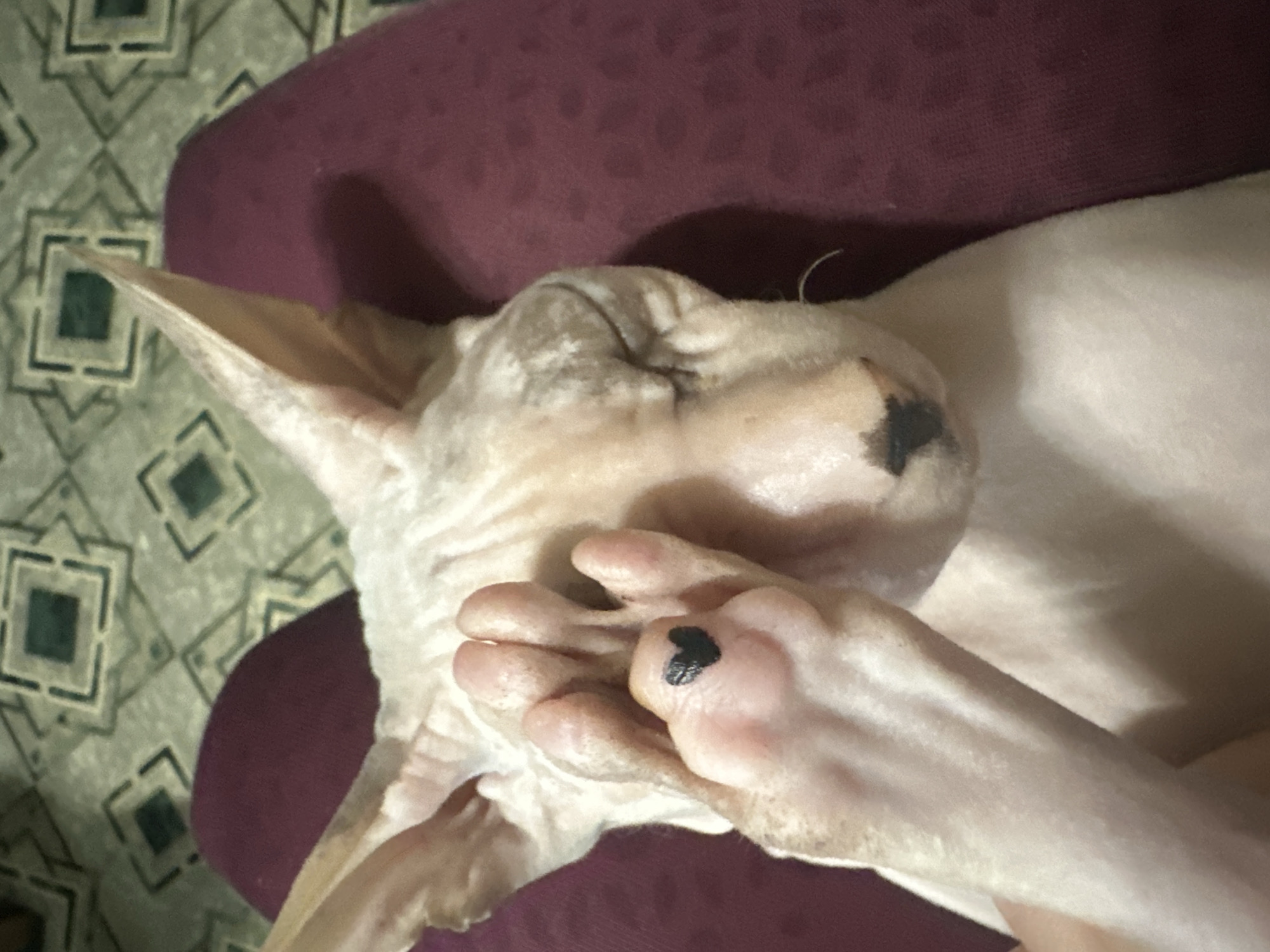 Sphynx cat with heart-painted paws chills at home in Togliatti