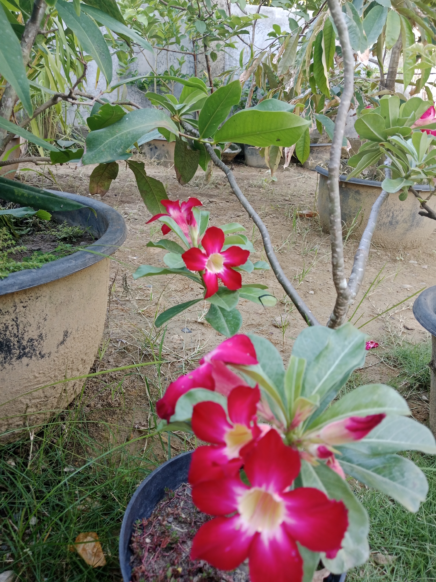 Garden plants including Desert Rose and chili peppers documented