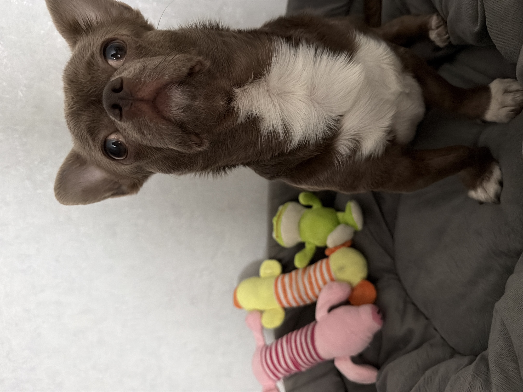 Chihuahua relaxes with stuffed toys in Votkinsk home