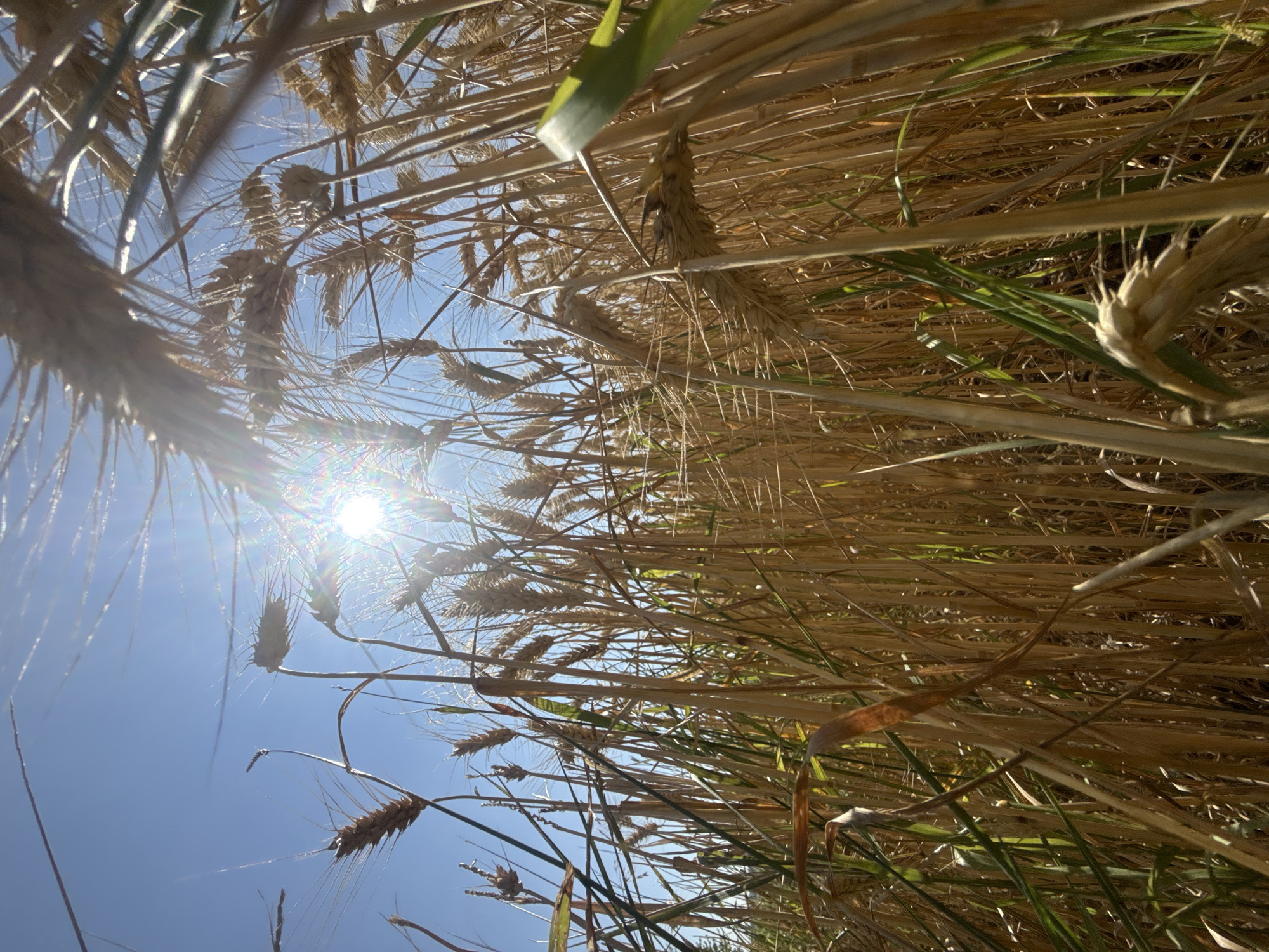 Ripe wheat field shot from below, summer sun blazing through.