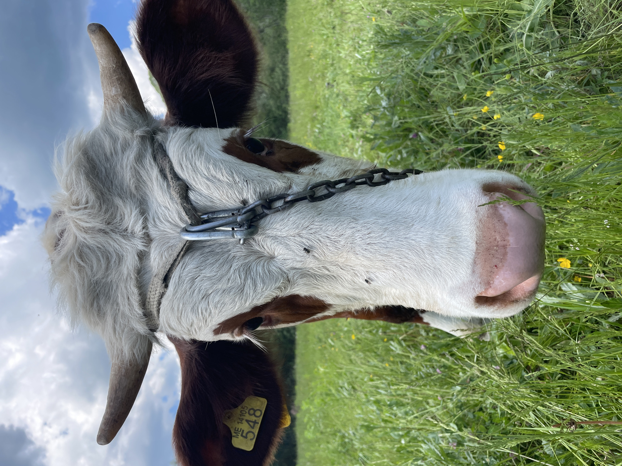 Person photographs and pets cow in Montenegro field