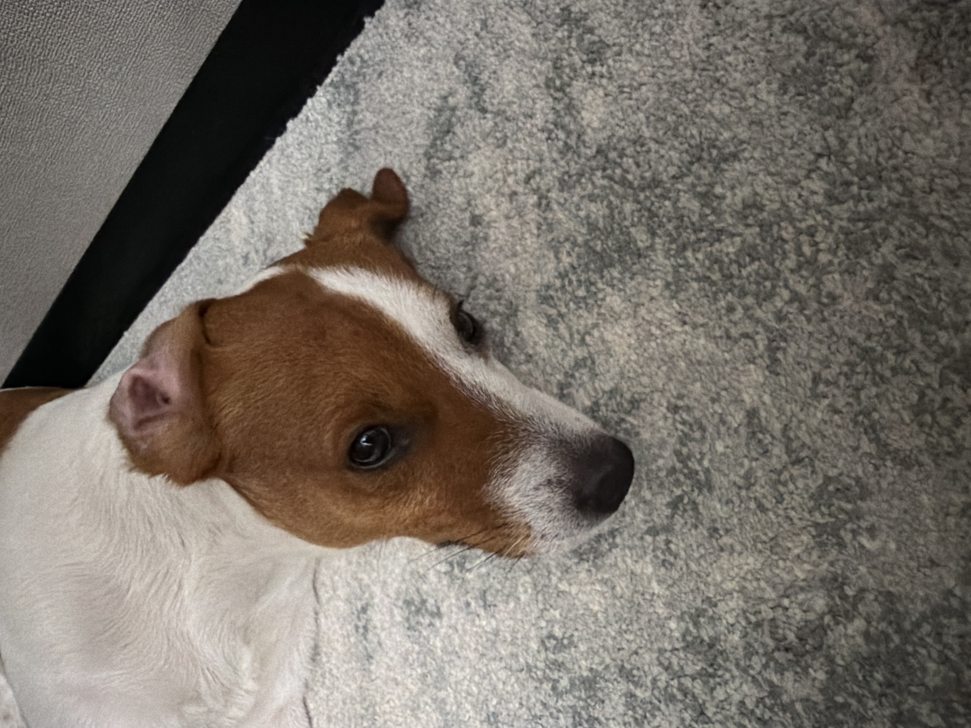 Moscow Pet Owner Documents Afternoon with Jack Russell Terrier