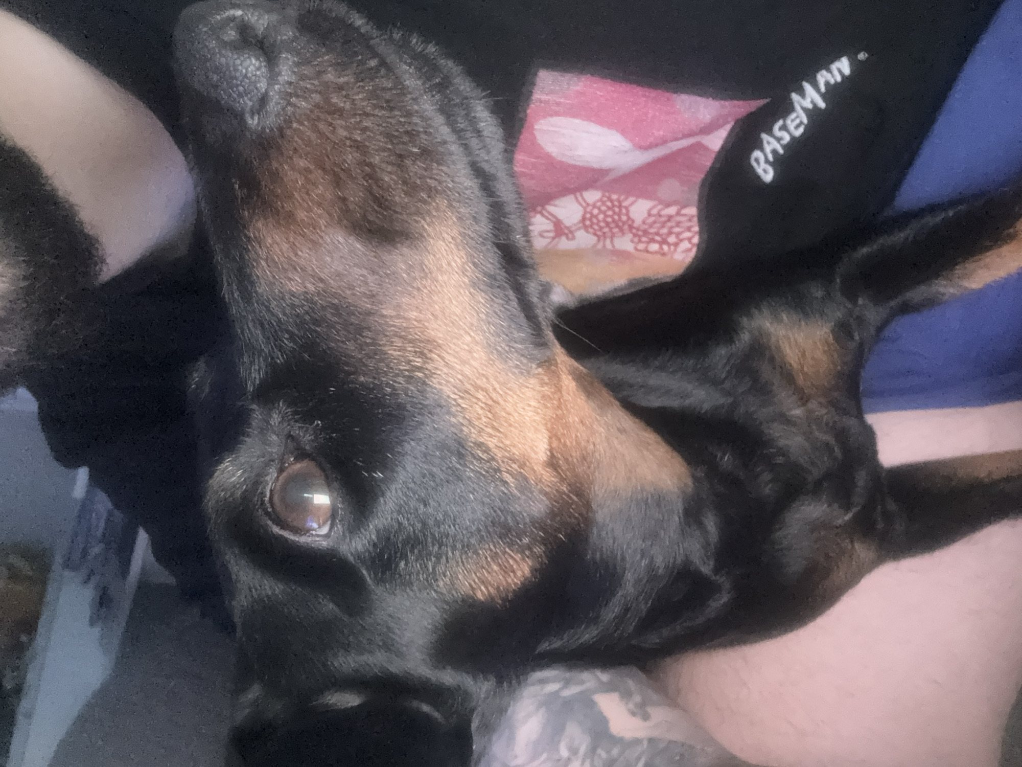Person poses with Doberman at Burgas cafe