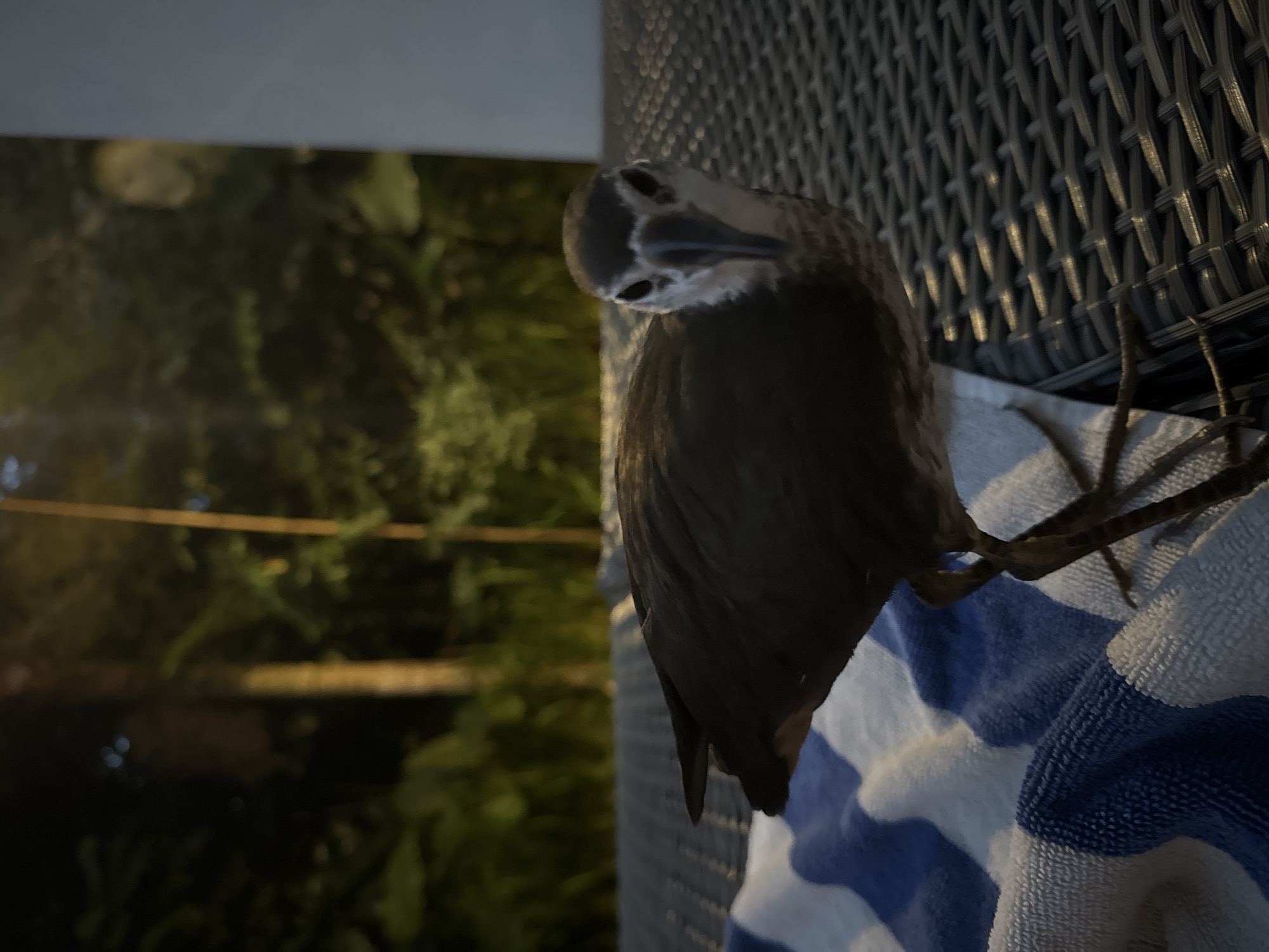 Birds fed and watered indoors in South Kuta, Indonesia