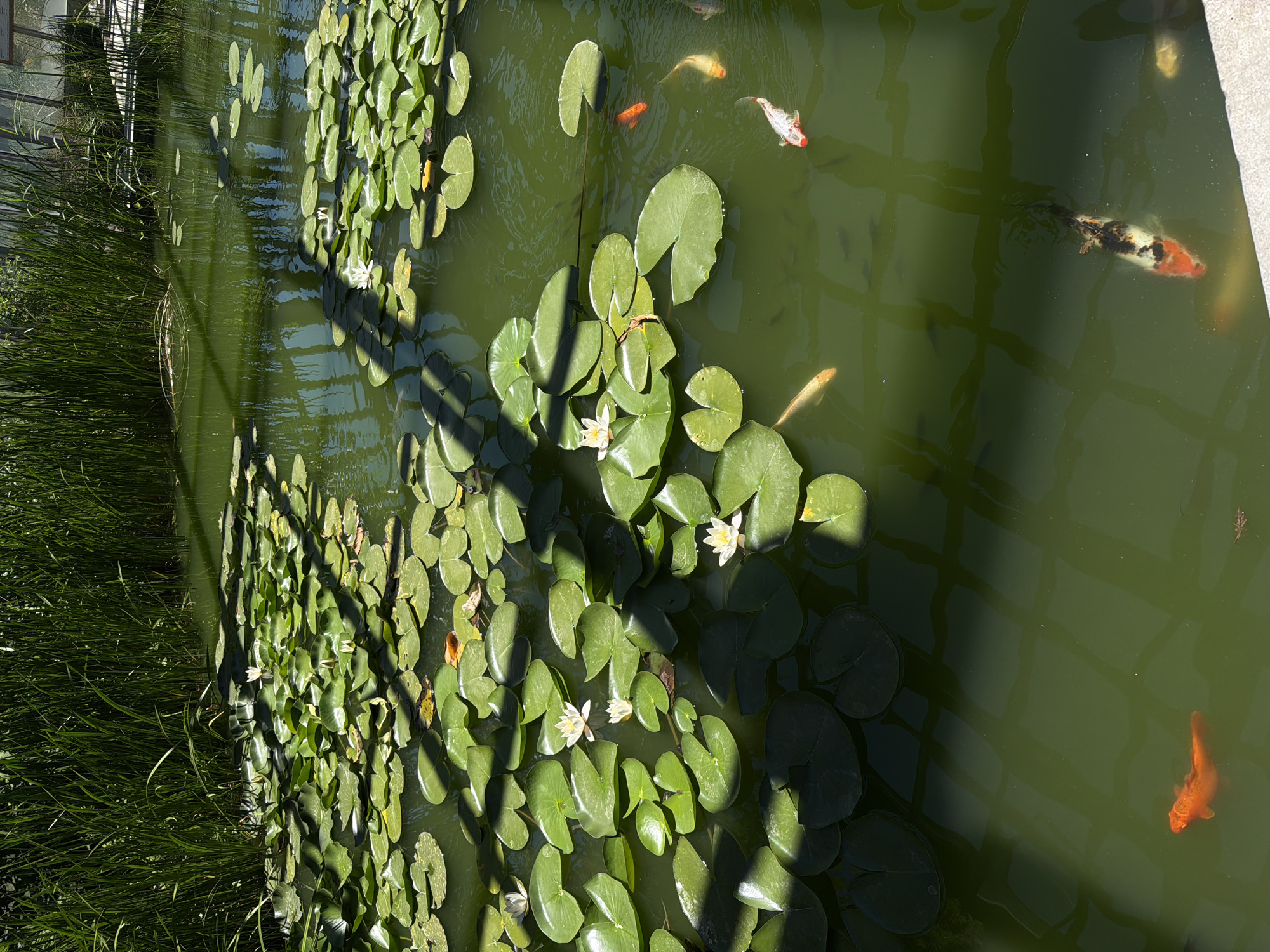 Inside Yerevan's botanical garden: koi ponds, dioramas, and greenhouse