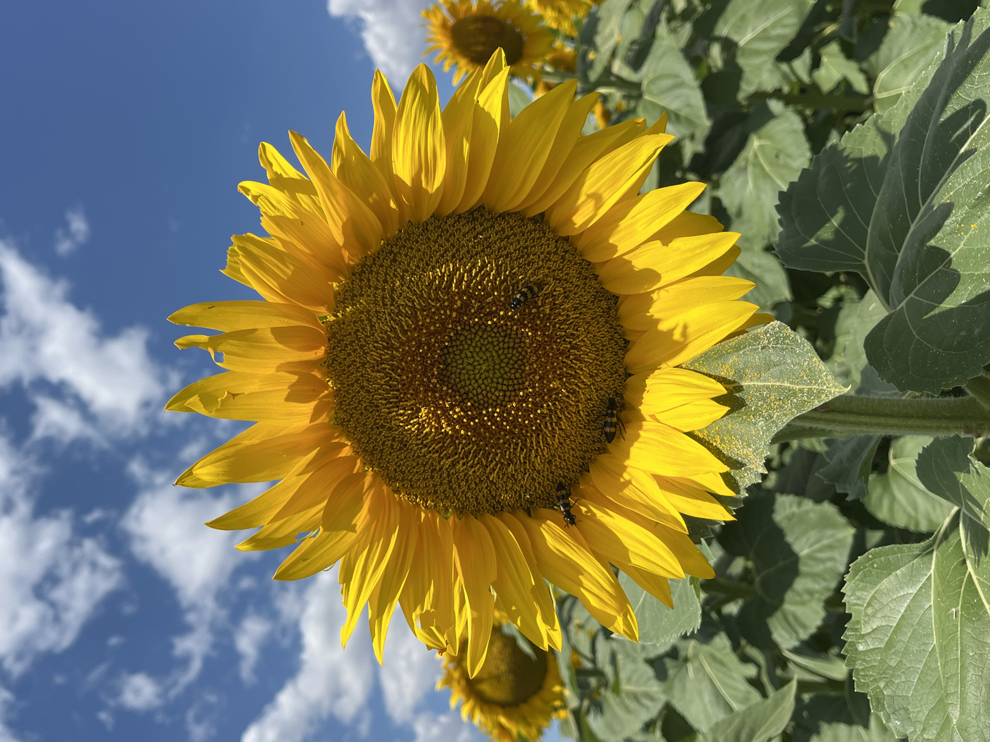 Sunflowers and lavender in bloom, Duvanlii fields