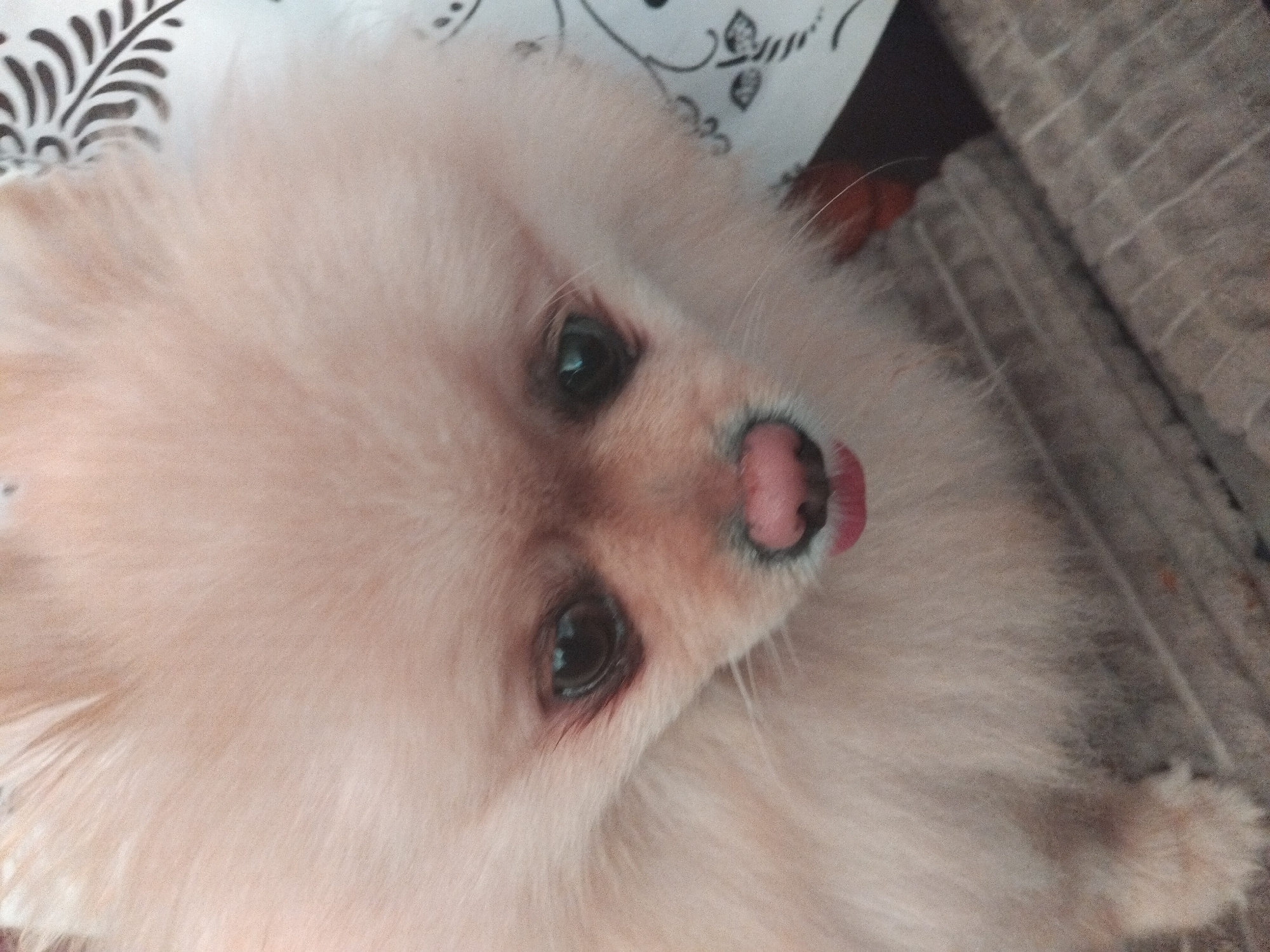 Pomeranian dog photographed resting on blanket in Apriltsi, Bulgaria