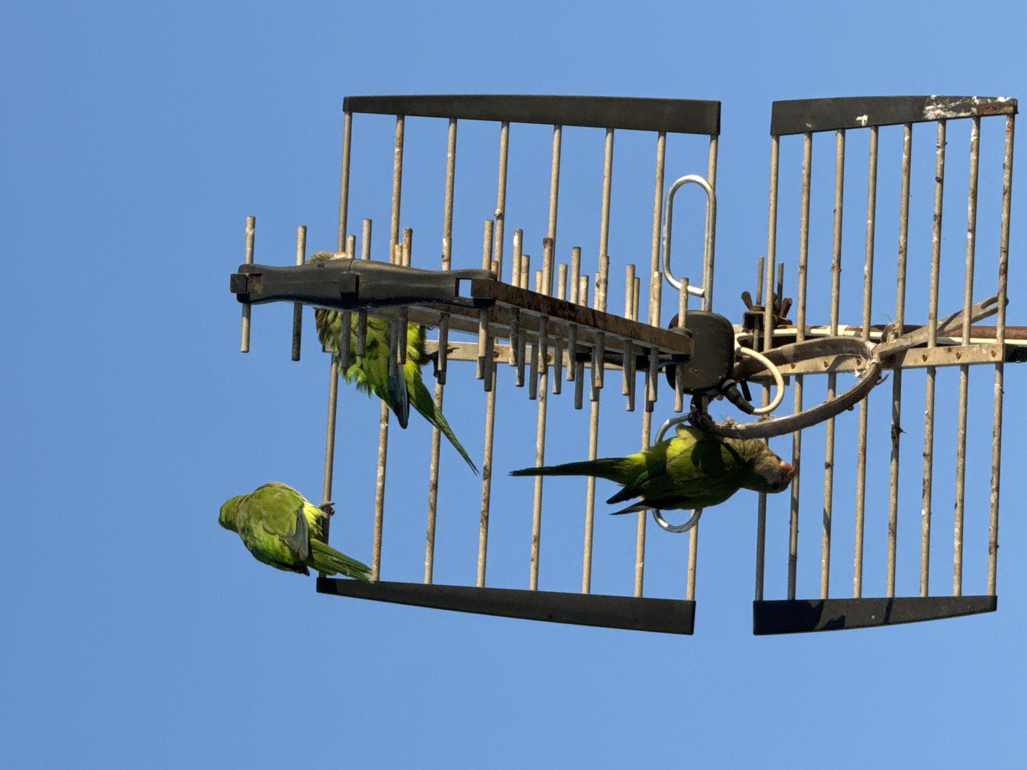 Birds, blooms, and street life in Torrevieja on a summer afternoon