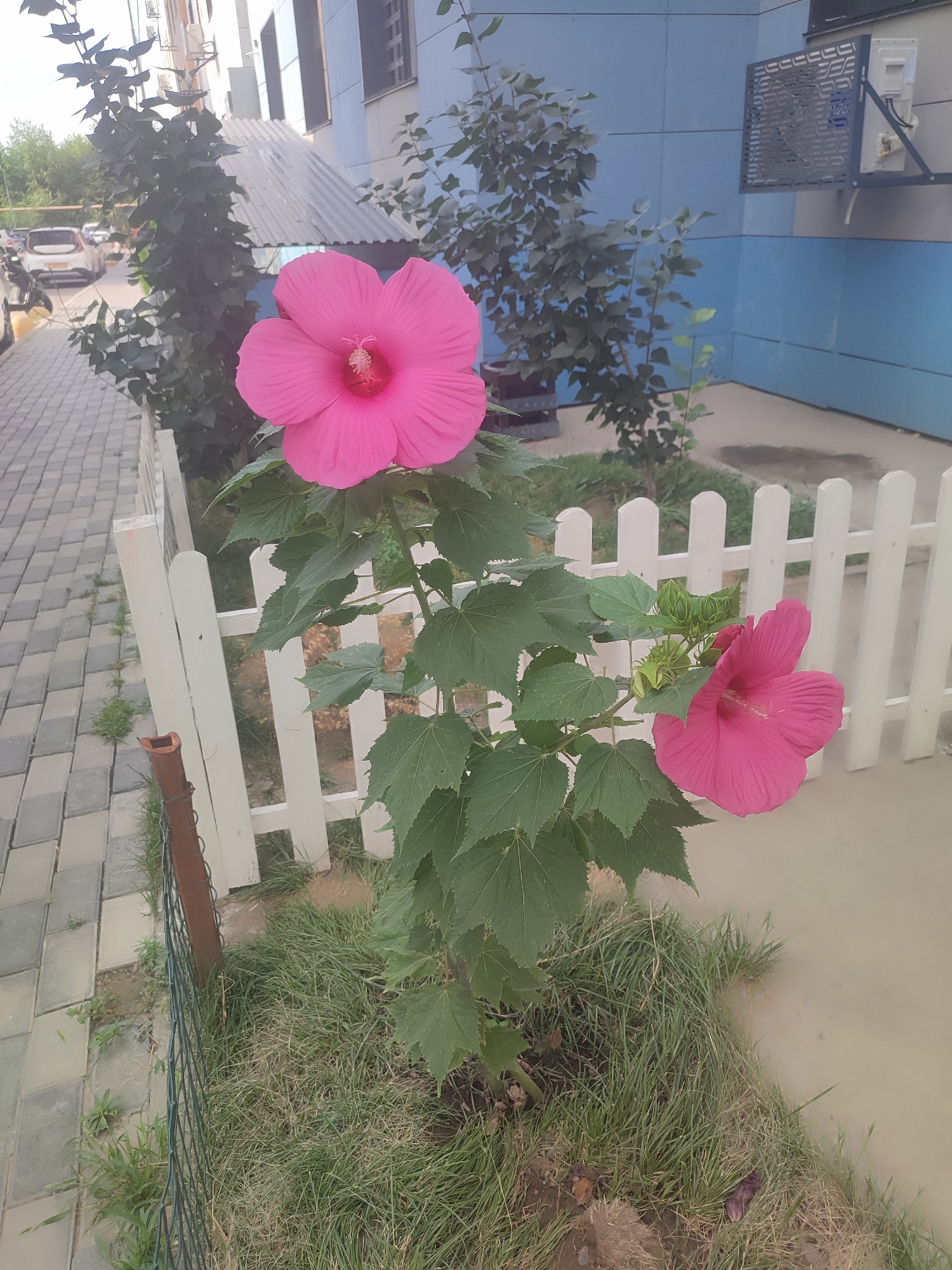 Pink hibiscus blooming beside a white picket fence in Almaty