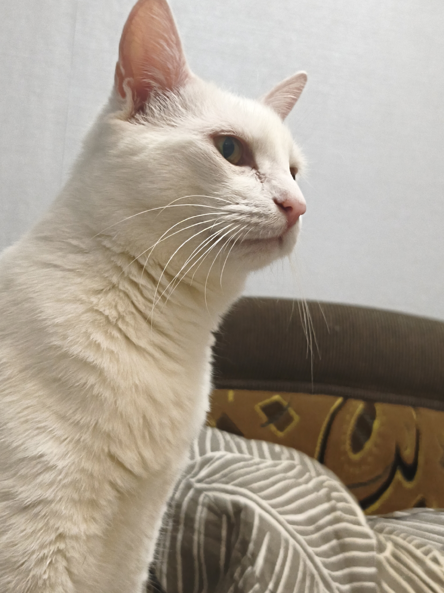 Pet owner documents white cat and chinchilla in Sevastopol