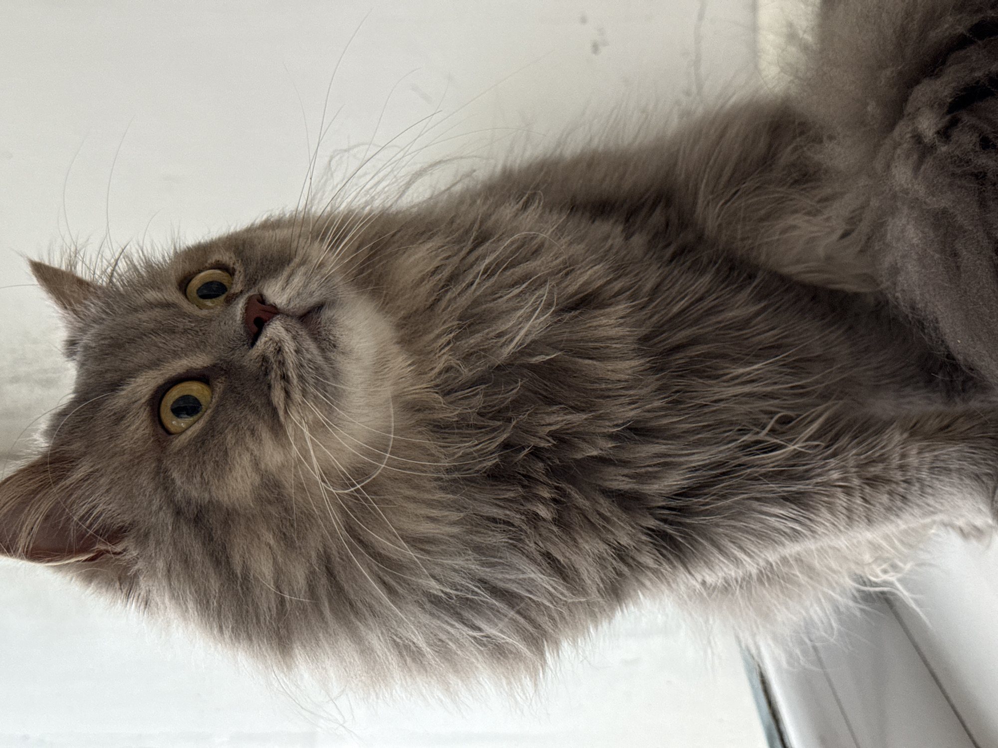 Gray cat on a Luhansk windowsill, July afternoon