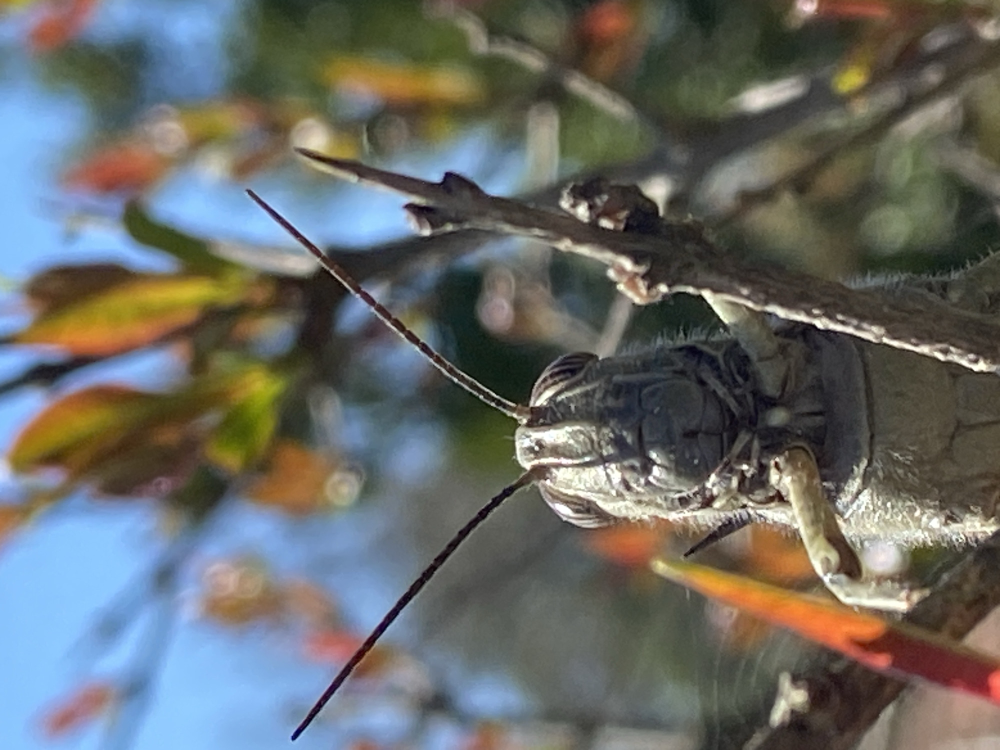 Grasshopper spotted on spring branches in Krimovice, Montenegro