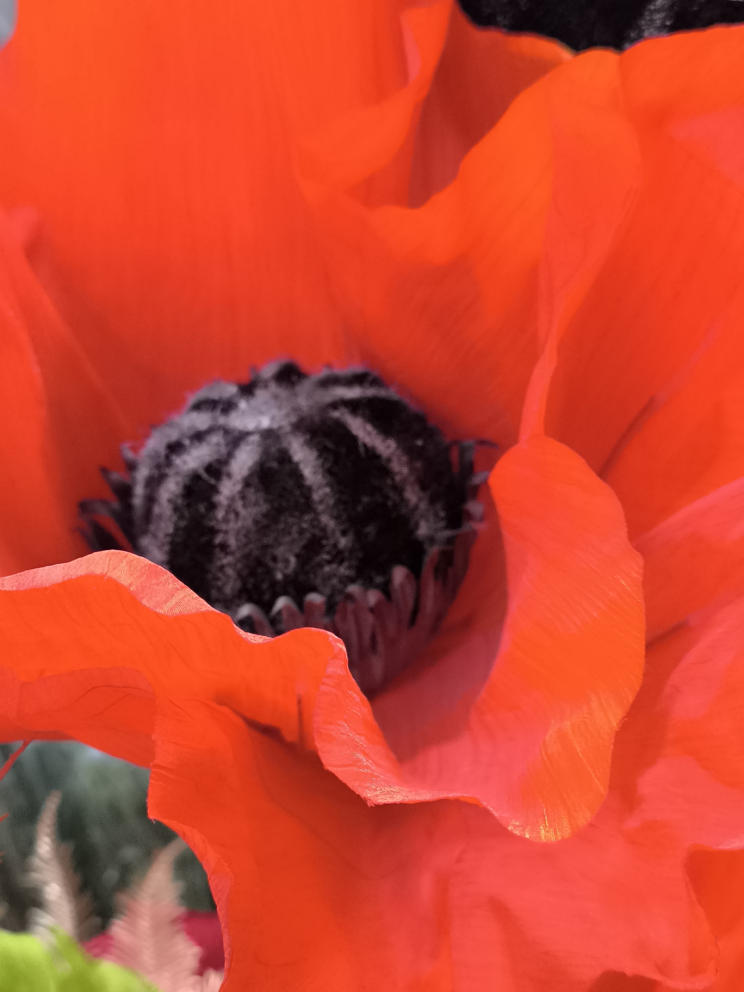 Photographer captures colorful flowers and wildlife in Klaipėda