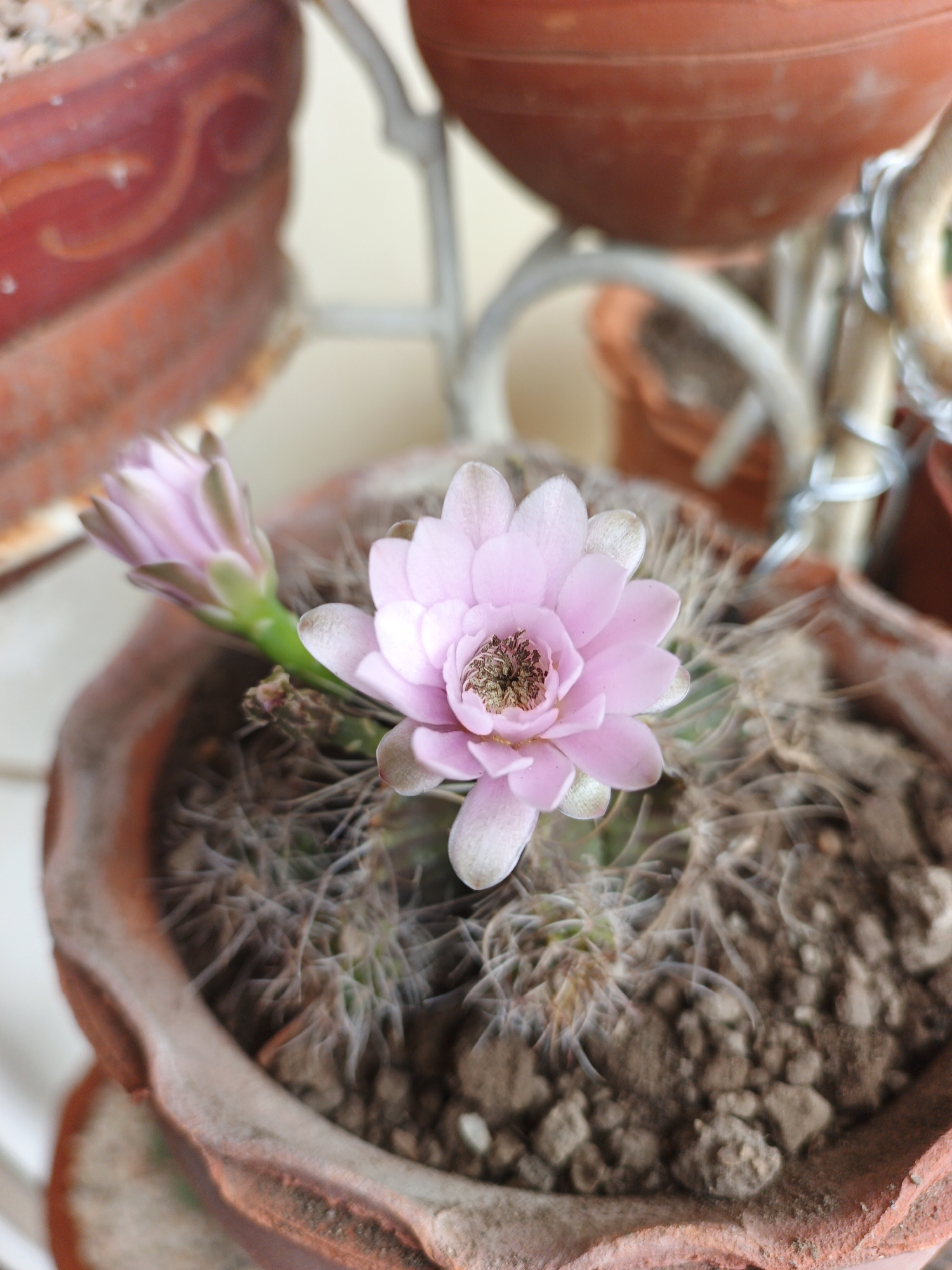 Pink cactus flowers bloom in Tinaquillo home garden