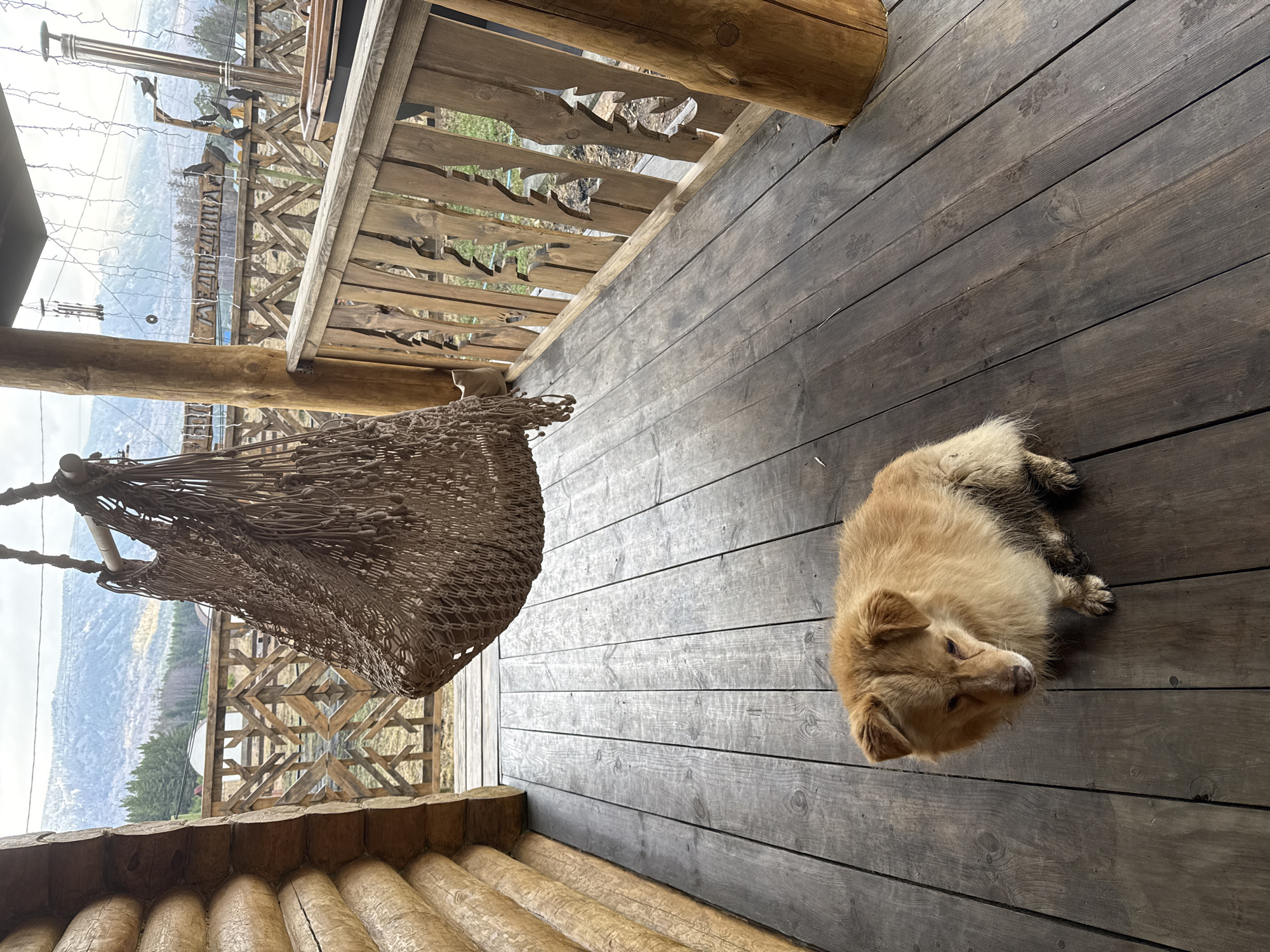 Person and dog share quiet morning moments on deck