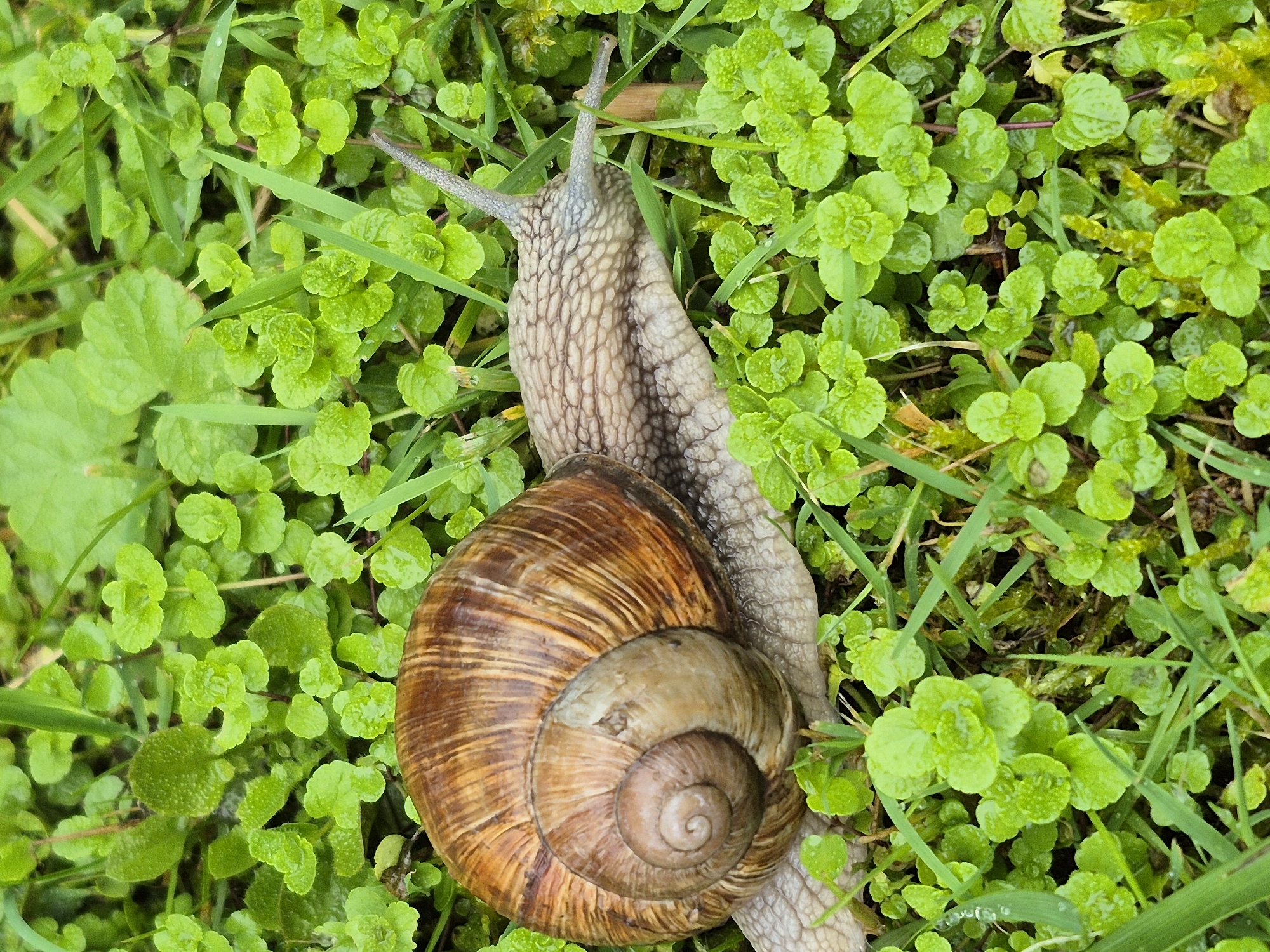 Snails and a slug navigating wet garden surfaces after rain