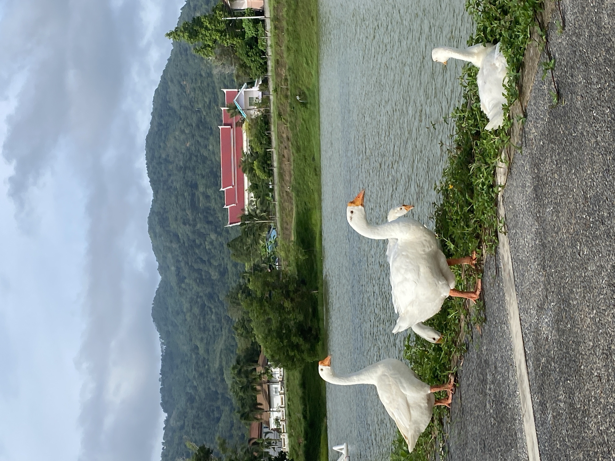 White geese gather at lakeside walkway in Thailand