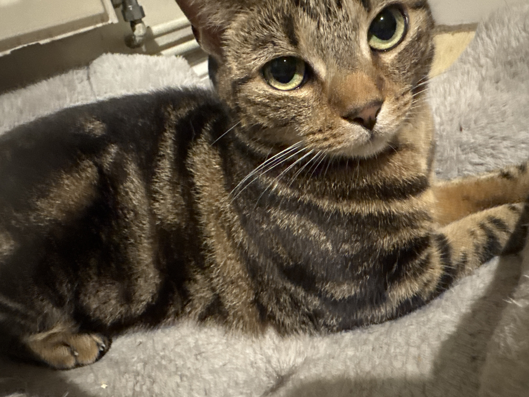 Brown tabby cat photographed on blanket in Desborough