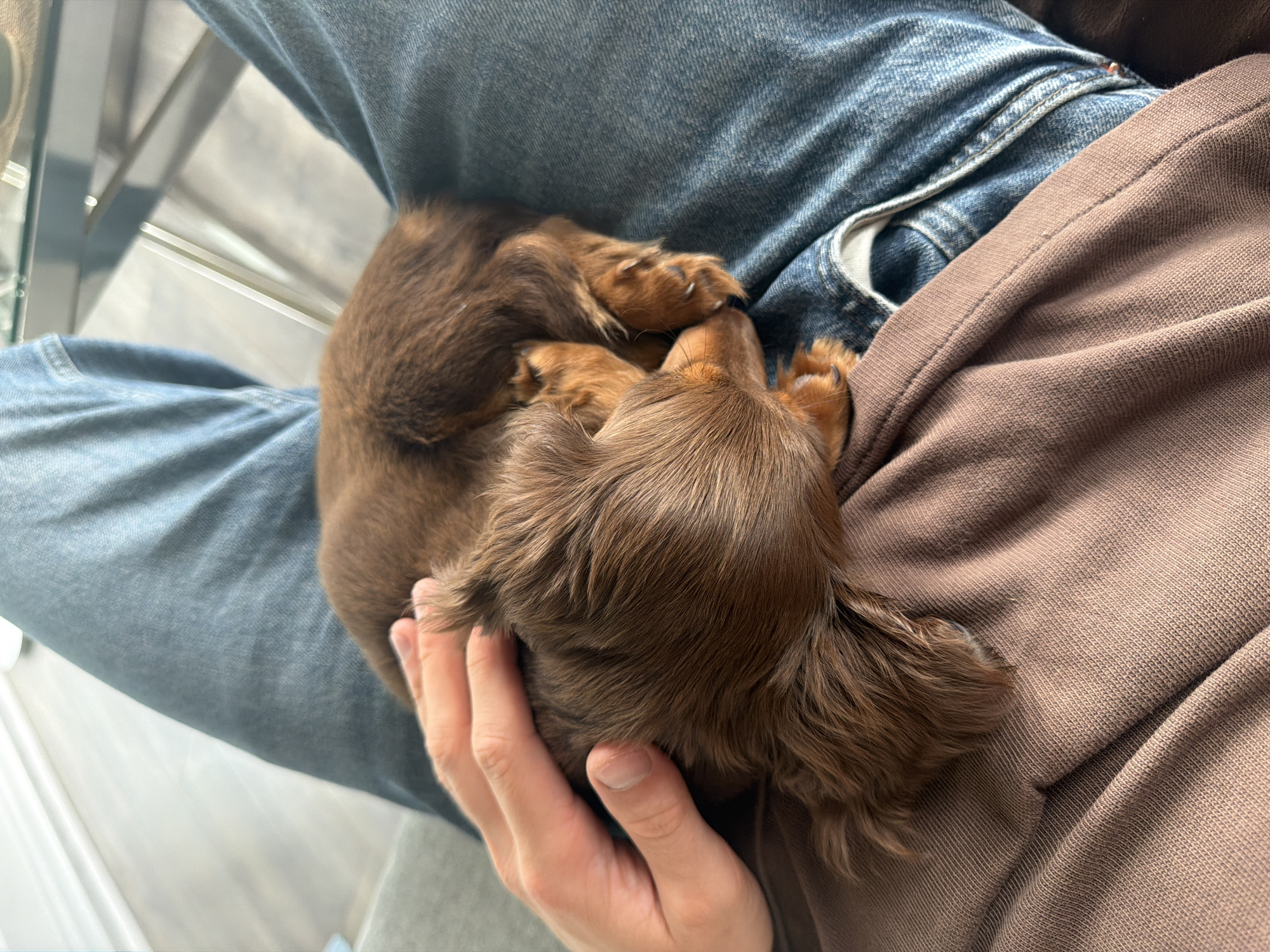 Brown dachshund puppy naps peacefully in owner's lap Montreal