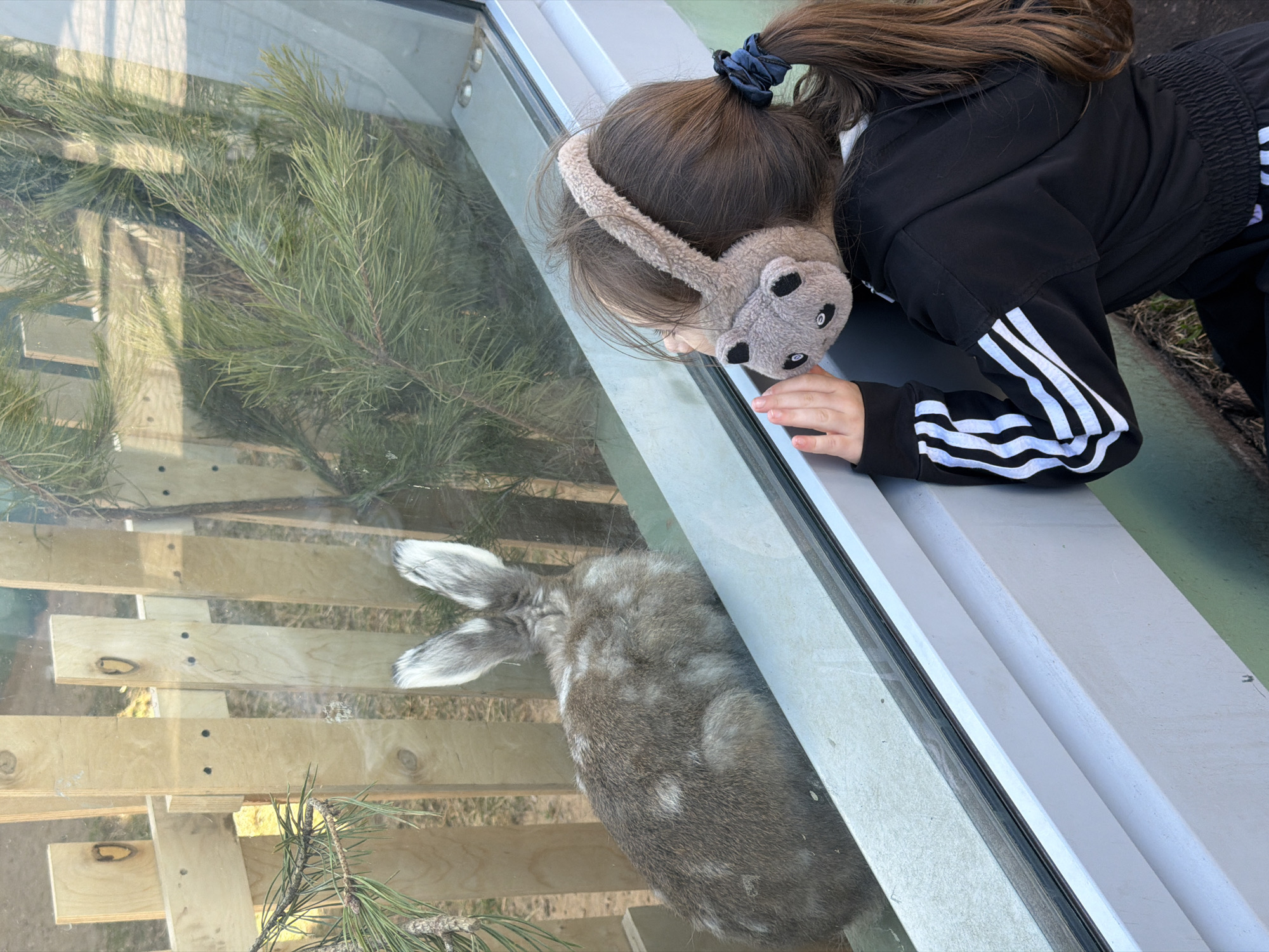 Families visit animal exhibits at Perm Zoo during afternoon outing