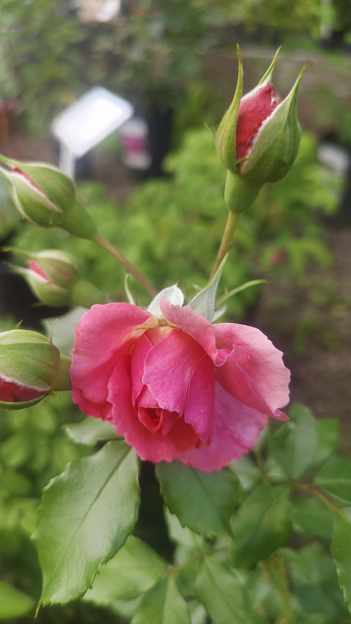 Pink rose and buds in bloom, Krasnoyarsk