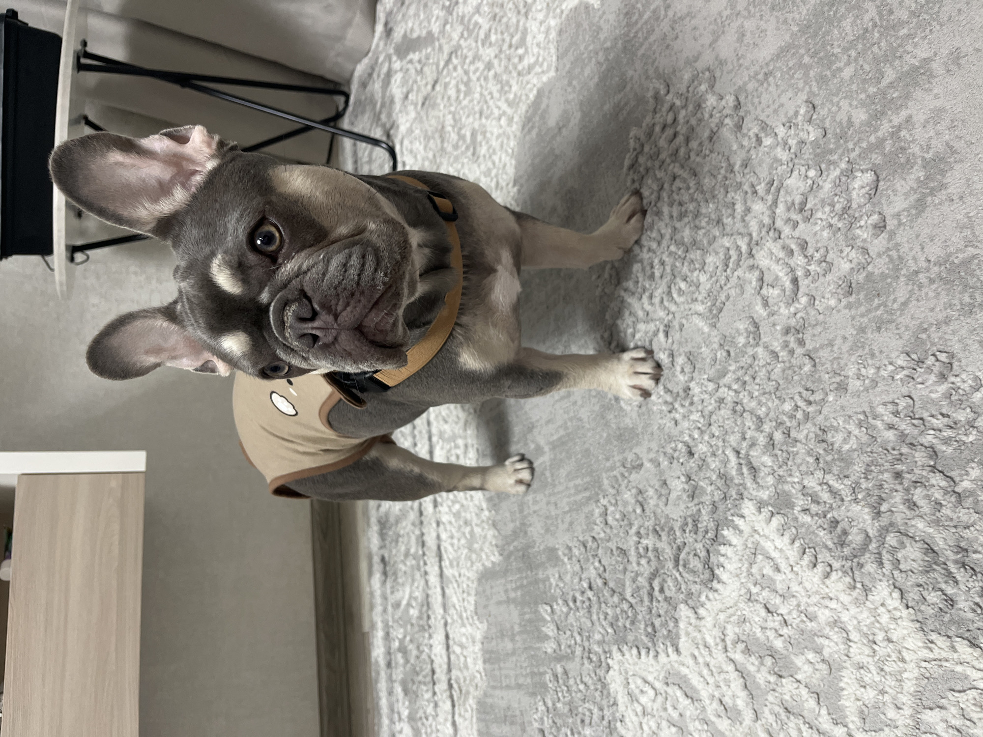 French bulldog in harness photographed indoors in Chaikovsky