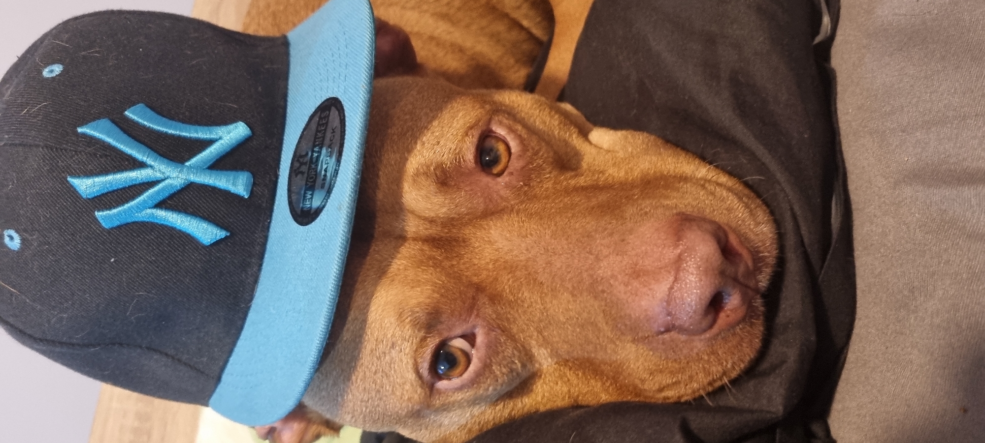 Pit Bull Dog Spotted Wearing Yankees Cap, Purple Garment