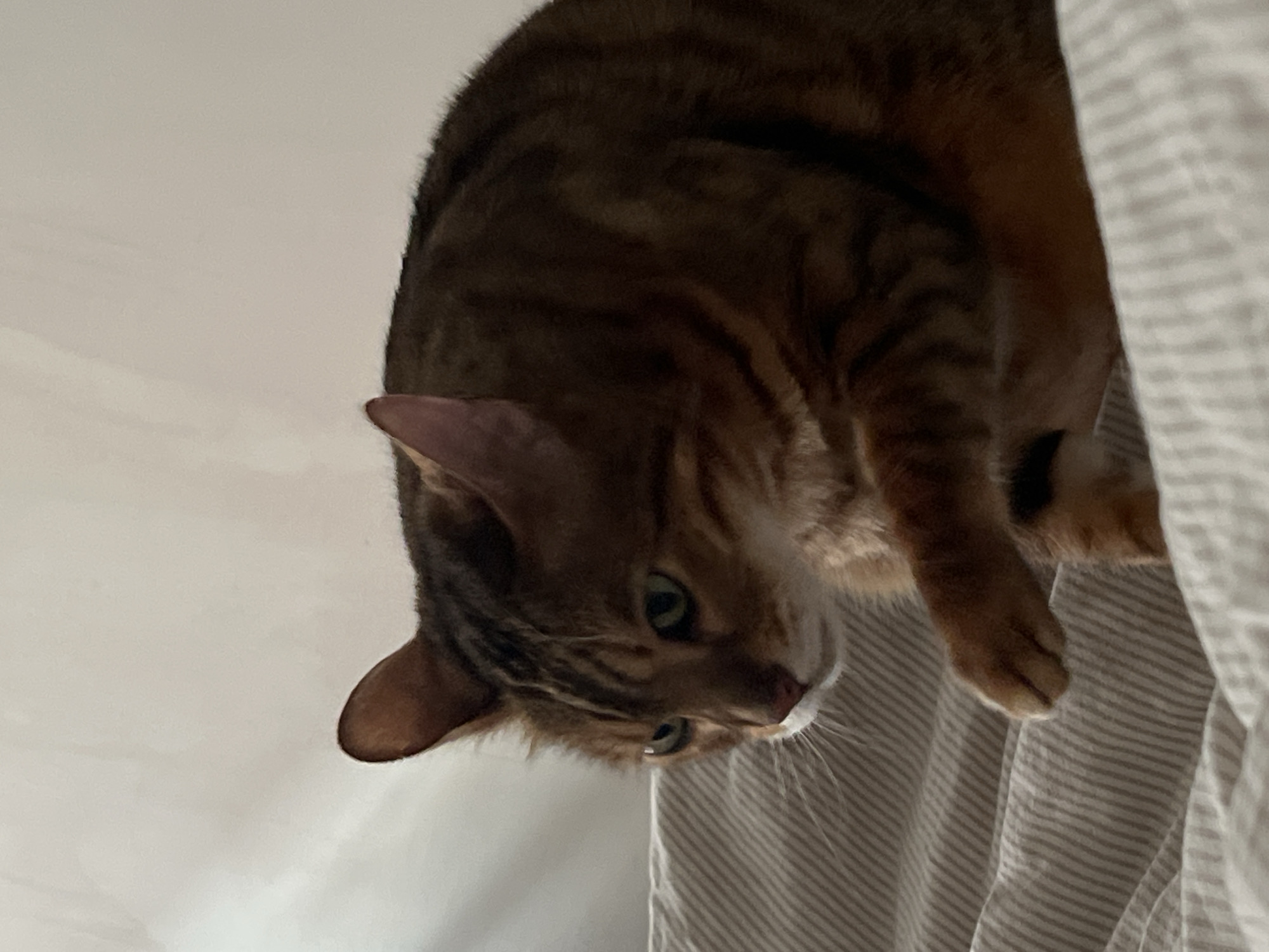 Bengal cat on a striped bed, Yekaterinburg