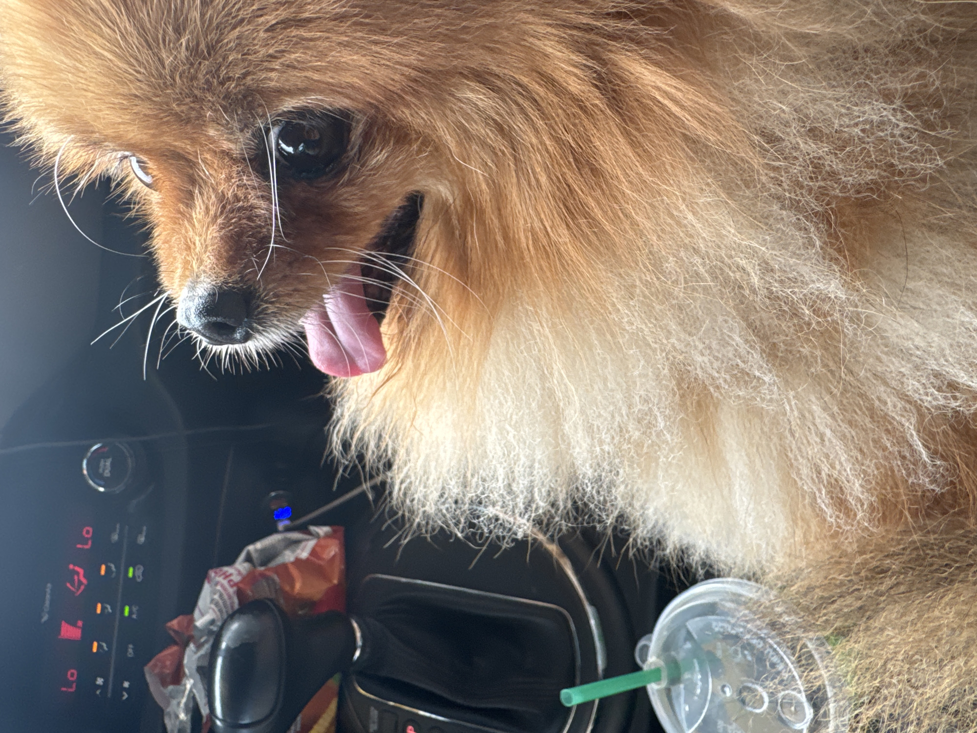 Pomeranian riding shotgun in a Krasnoyarsk car