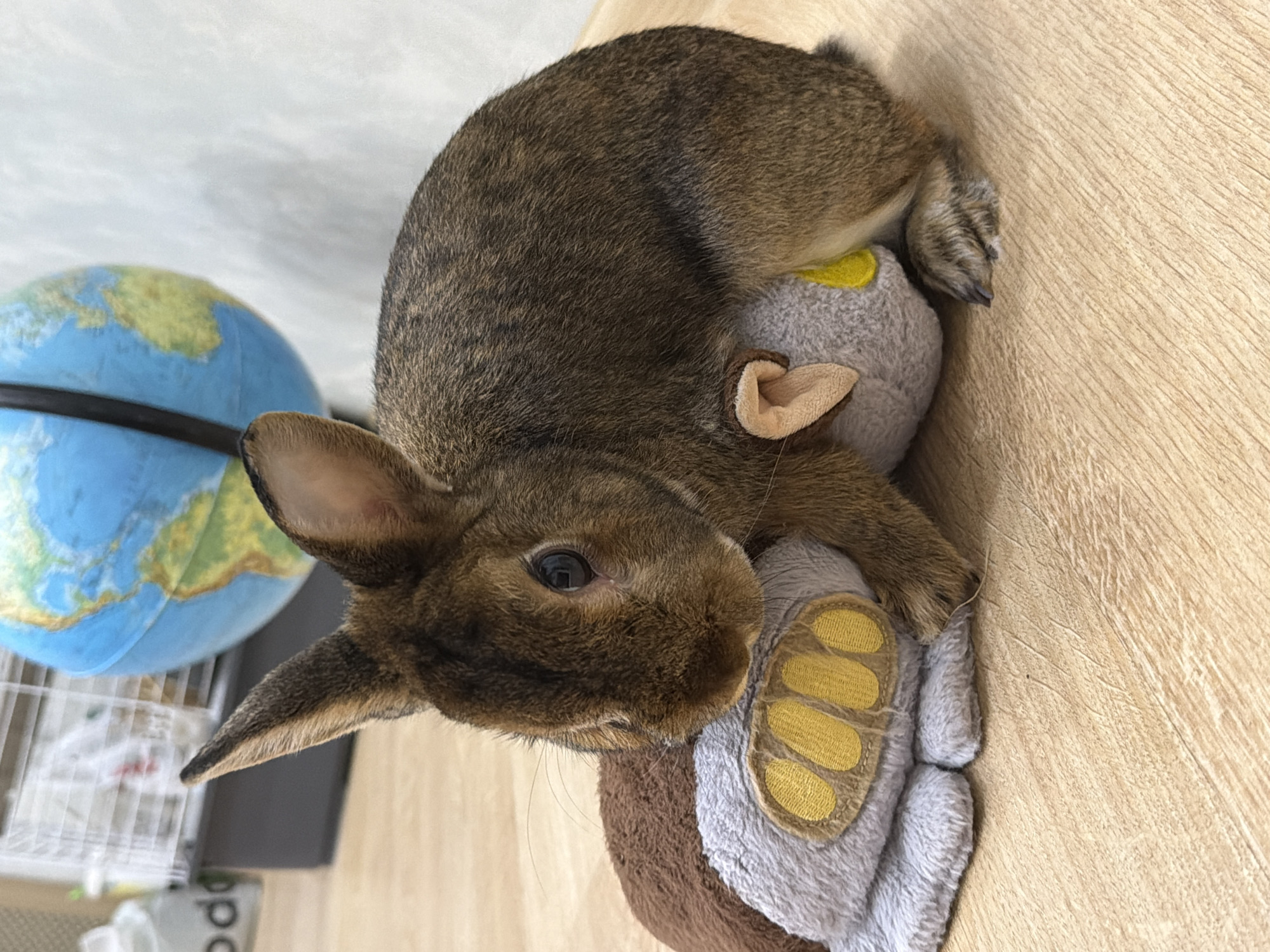 Pet owner documents quiet evening with rabbit, hamster, cat