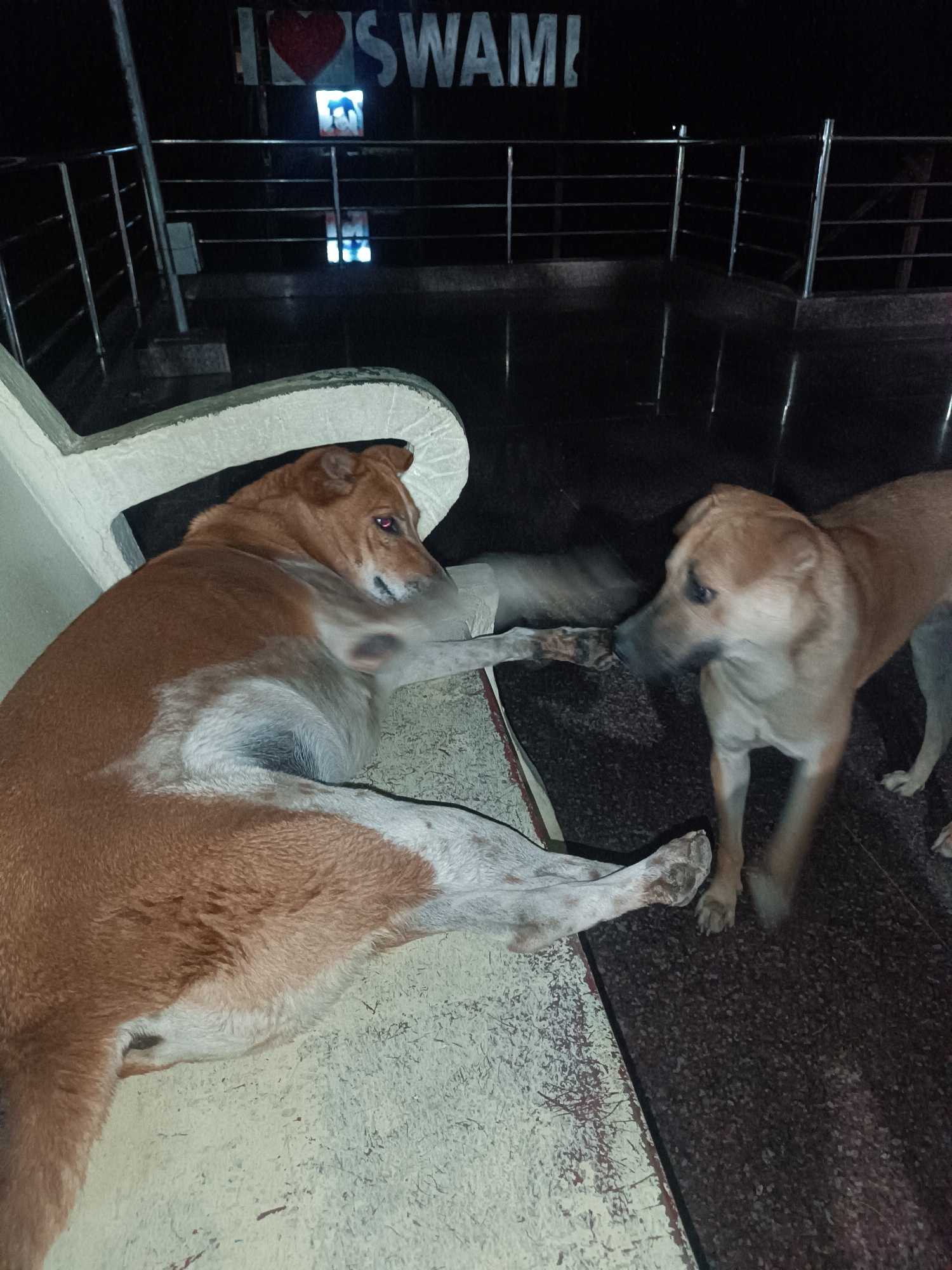 Two dogs photographed outdoors in Puttaparthi, India