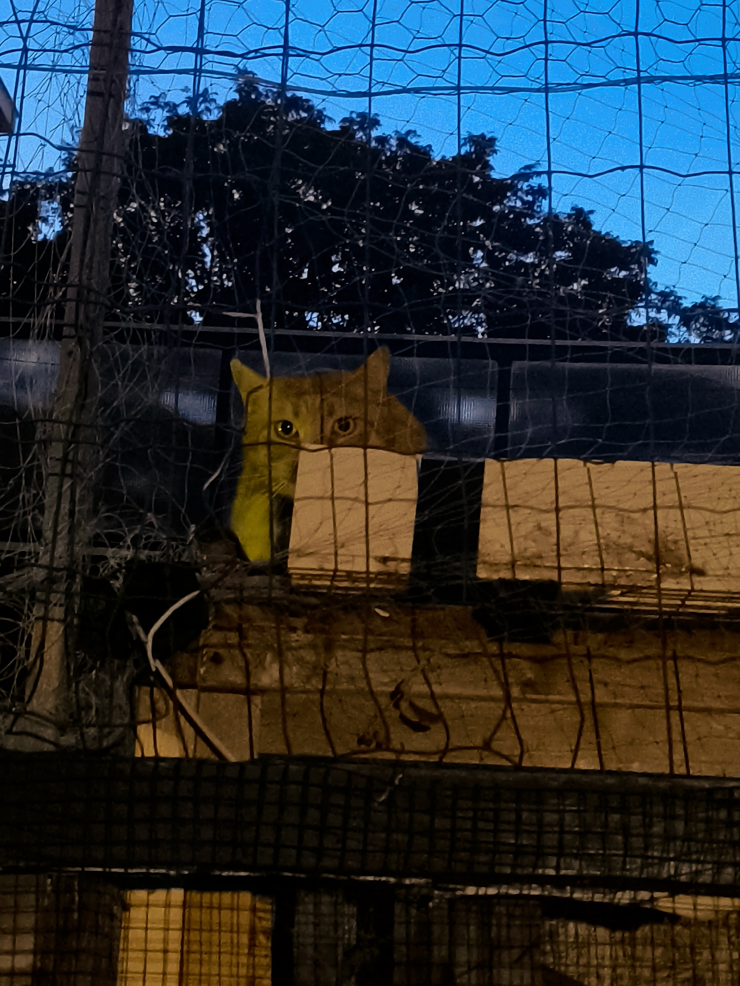 Ginger cat peers through wire fence in evening light