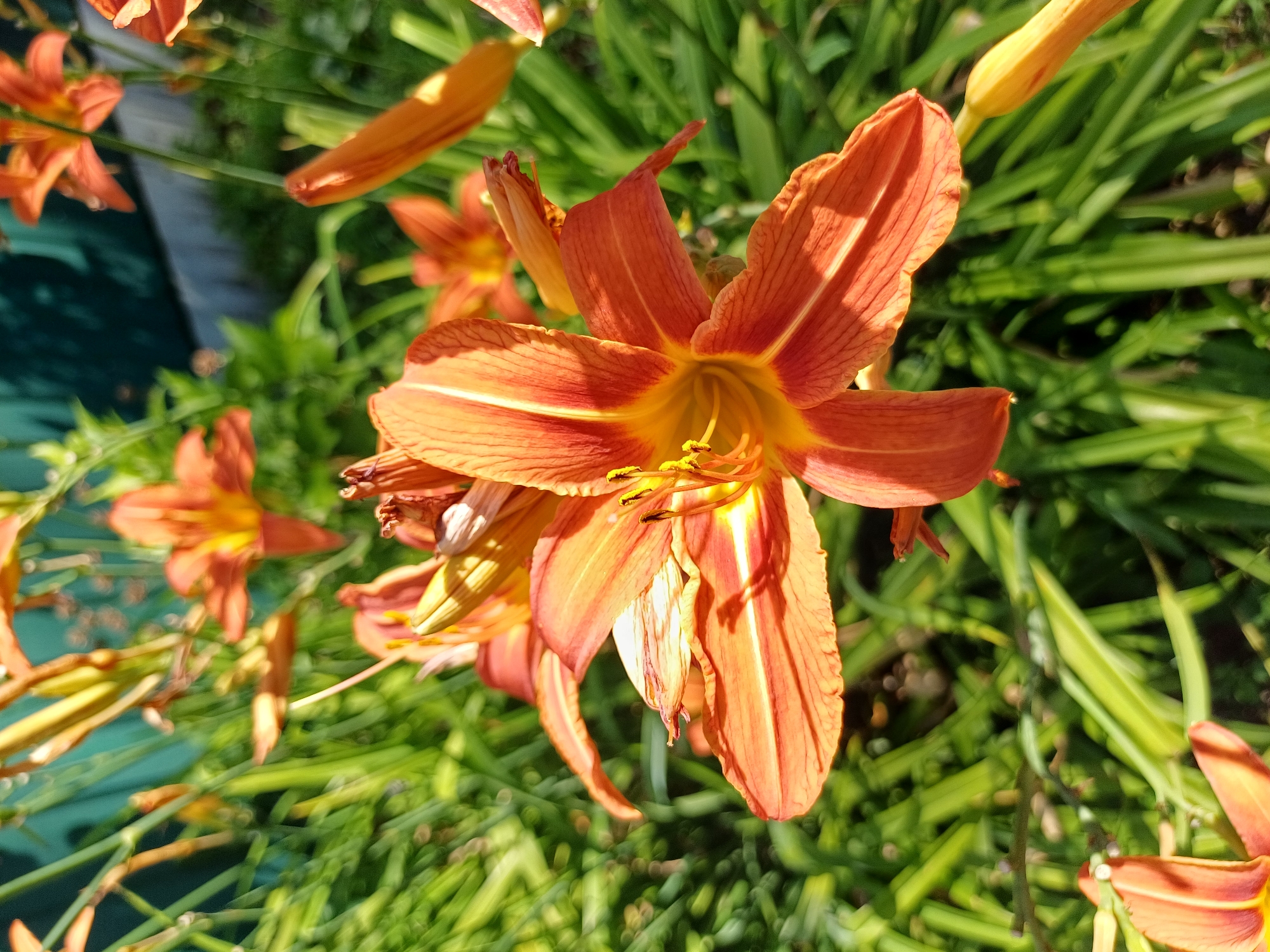 Close-up garden flowers photographed in Trypillia, Ukraine