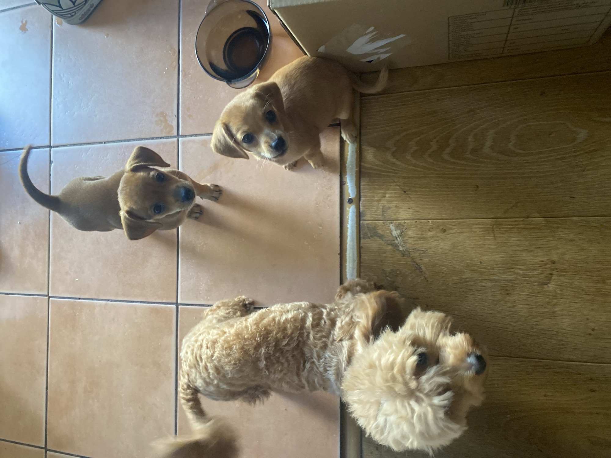 Puppies on a tiled floor in Dnipro