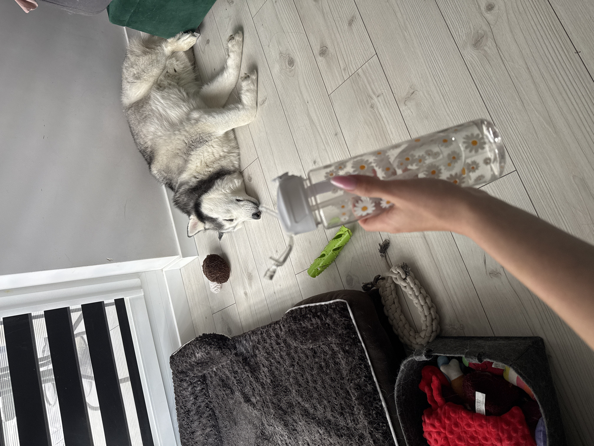 Husky skips the dog bed, naps on the floor instead