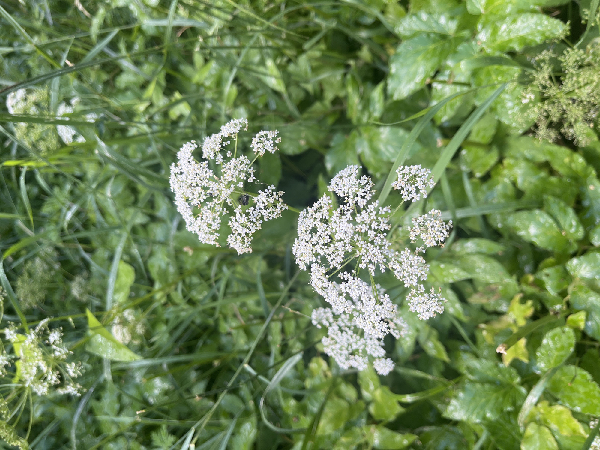 Summer garden details in Mahilyow: wildflowers, red currants, and wet leaves