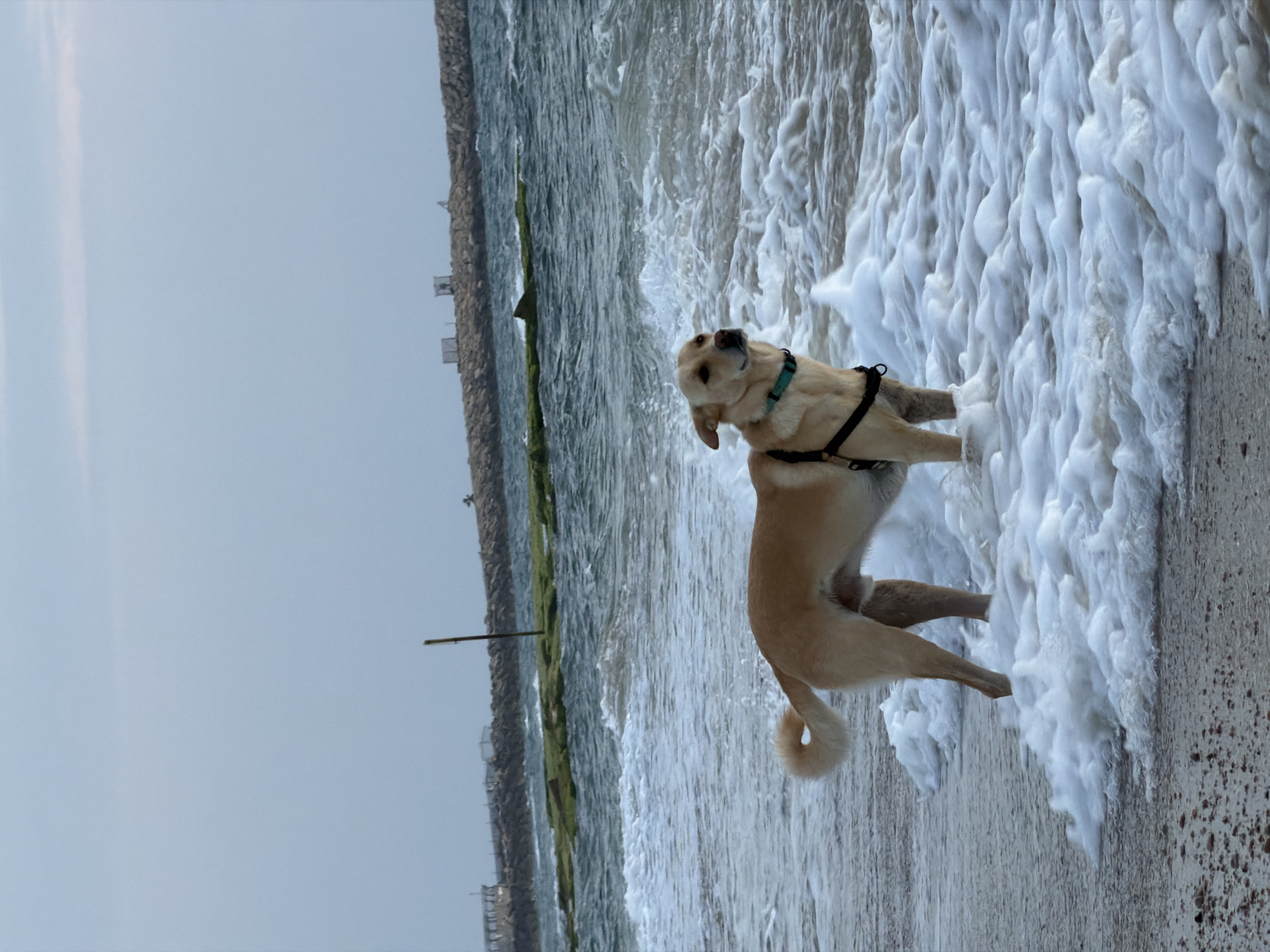 Dog plays in surf at Tel Aviv beach