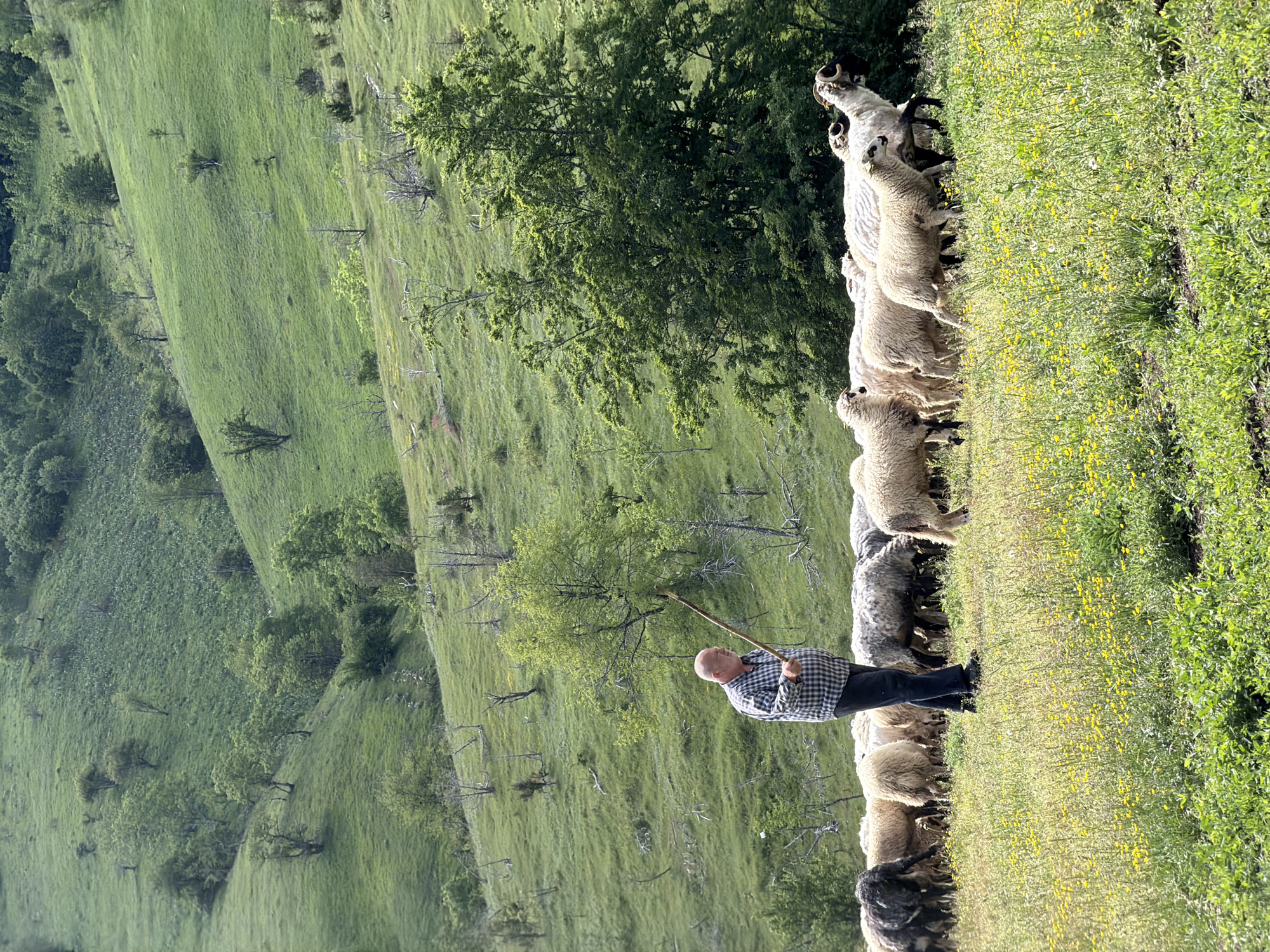 Shepherd tends flock on Montenegro hillside morning scene