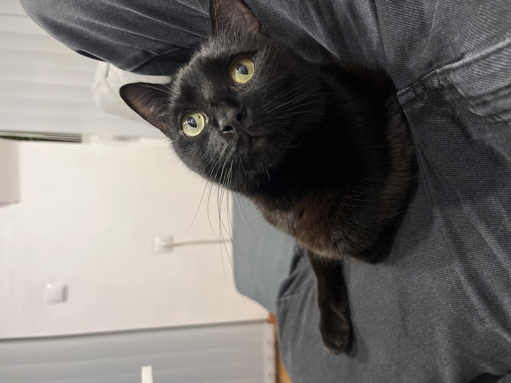 Black cat sits on person in white-walled room