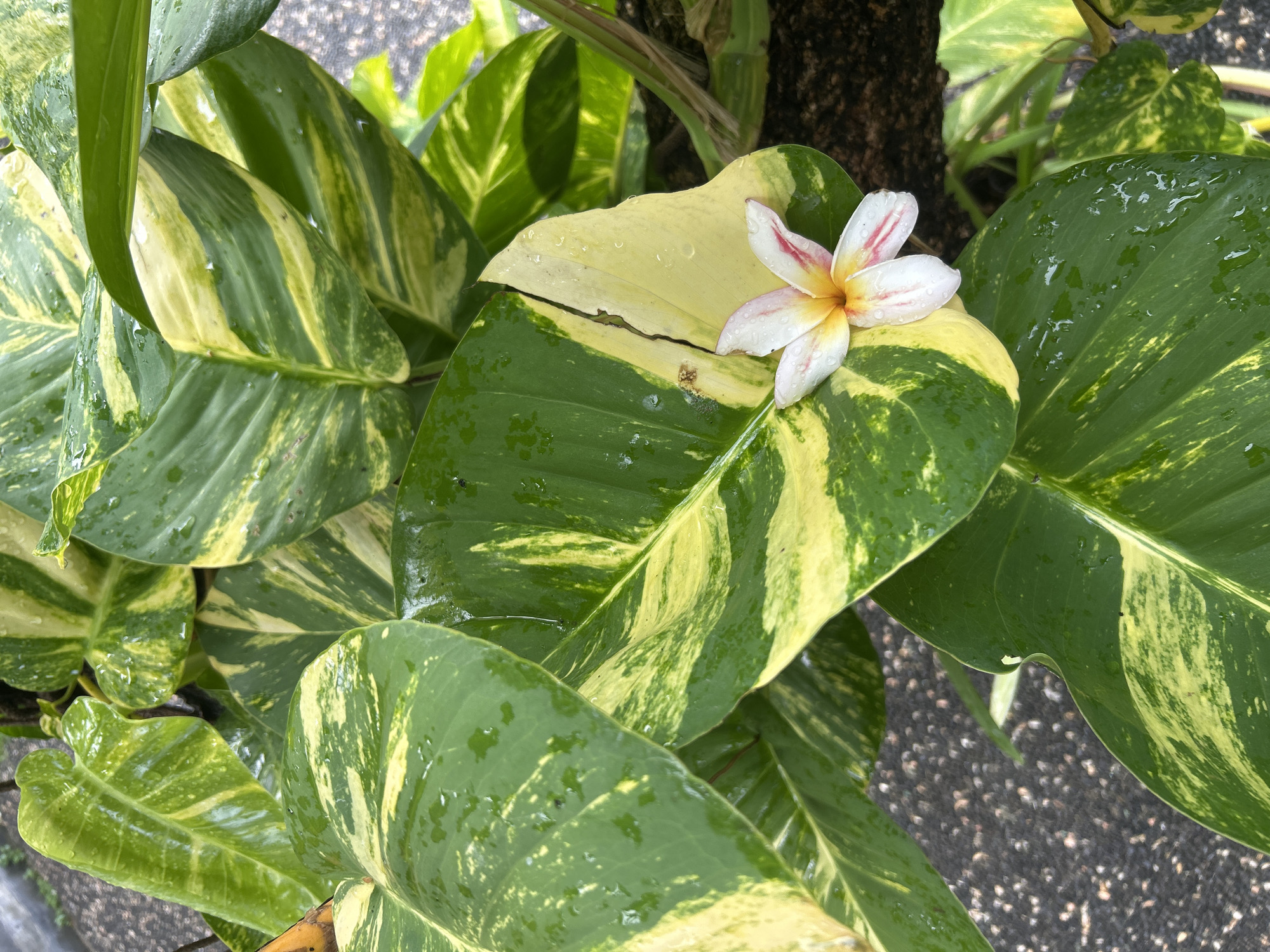 Rain-soaked tropical plants documented in southern Bali morning